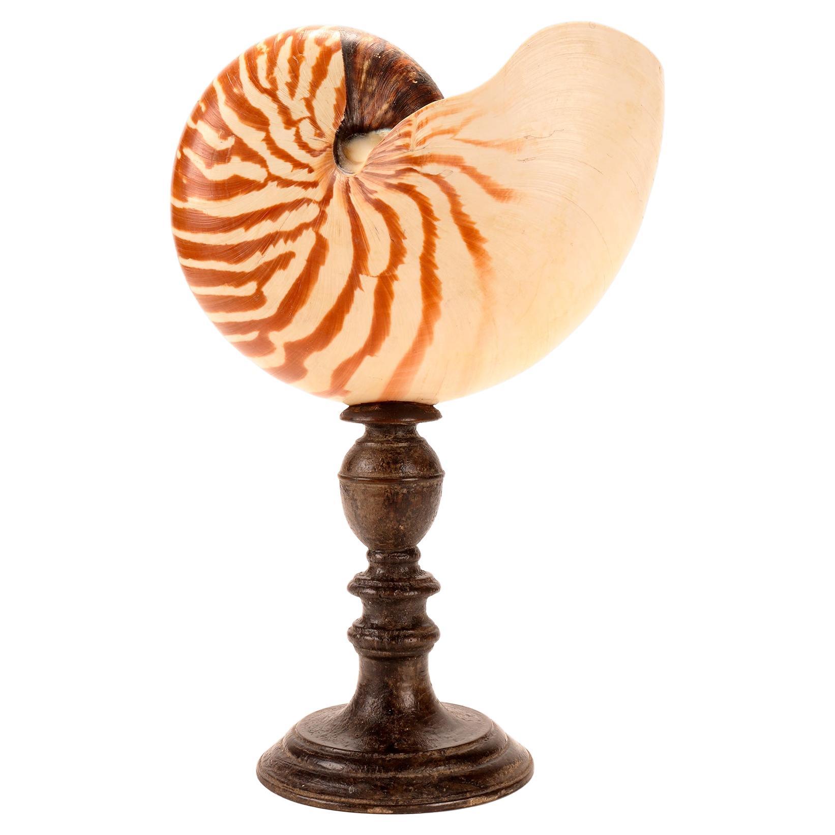 Nautilus Pompilius, Italy, 1880 For Sale