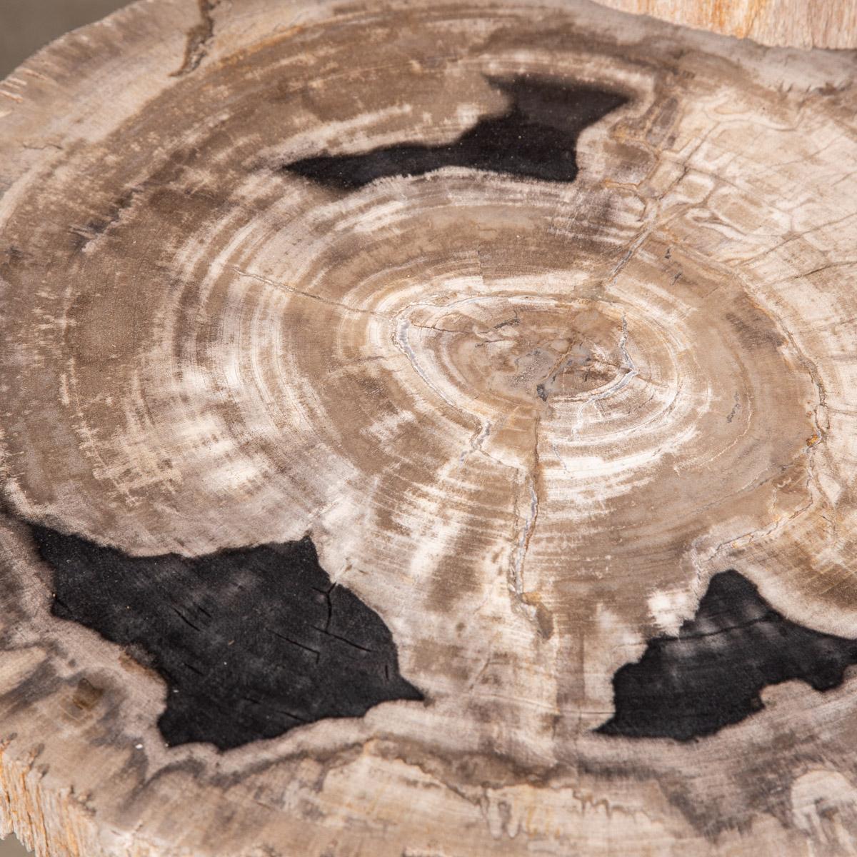 Nest of Three Petrified Wood 'Fossil' Tables on Black Metal Bases 1