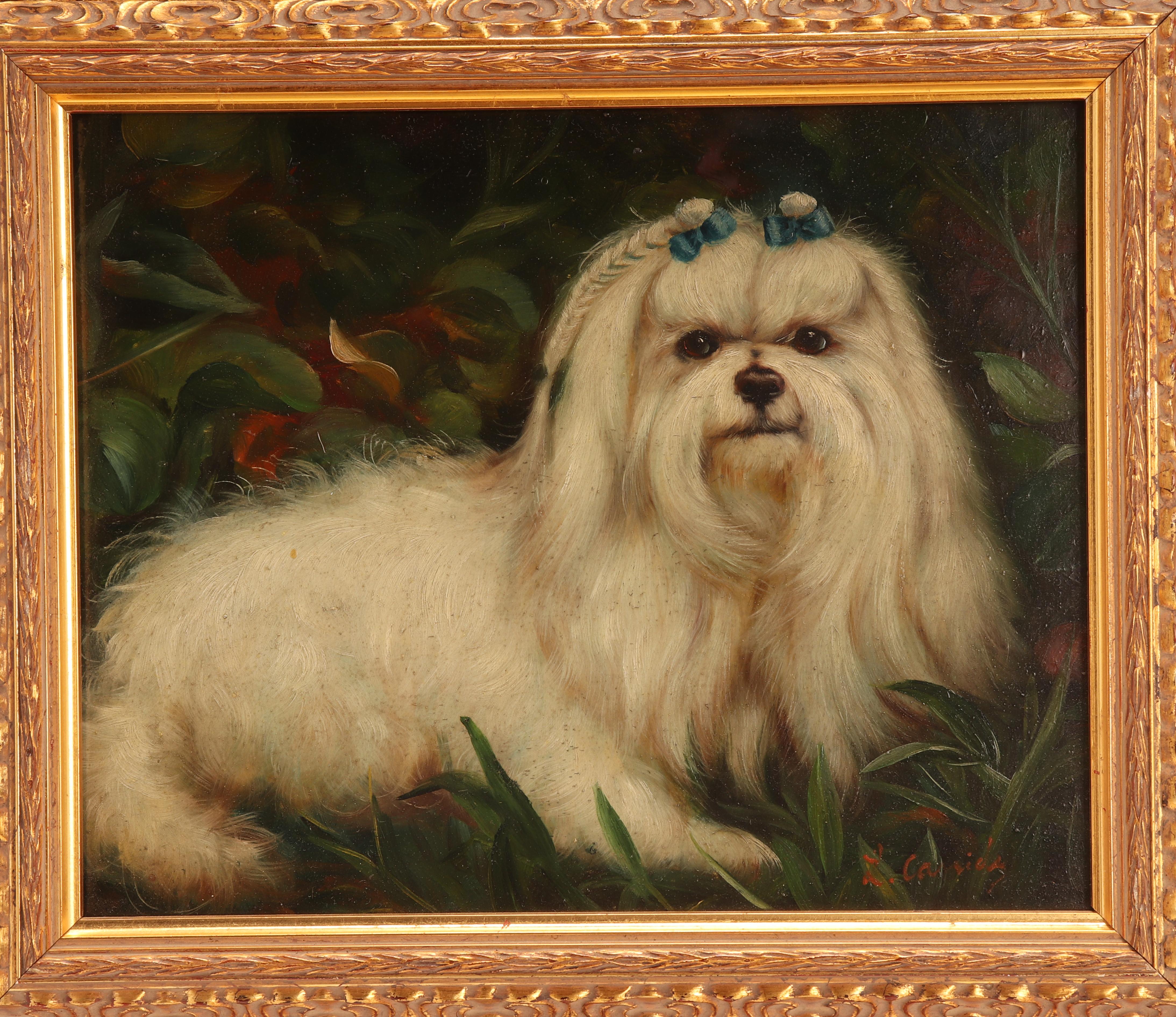 A painting oil on canvas depicting a Maltese dog. Signed. Golden painted wooden frame. France, circa 1880.
