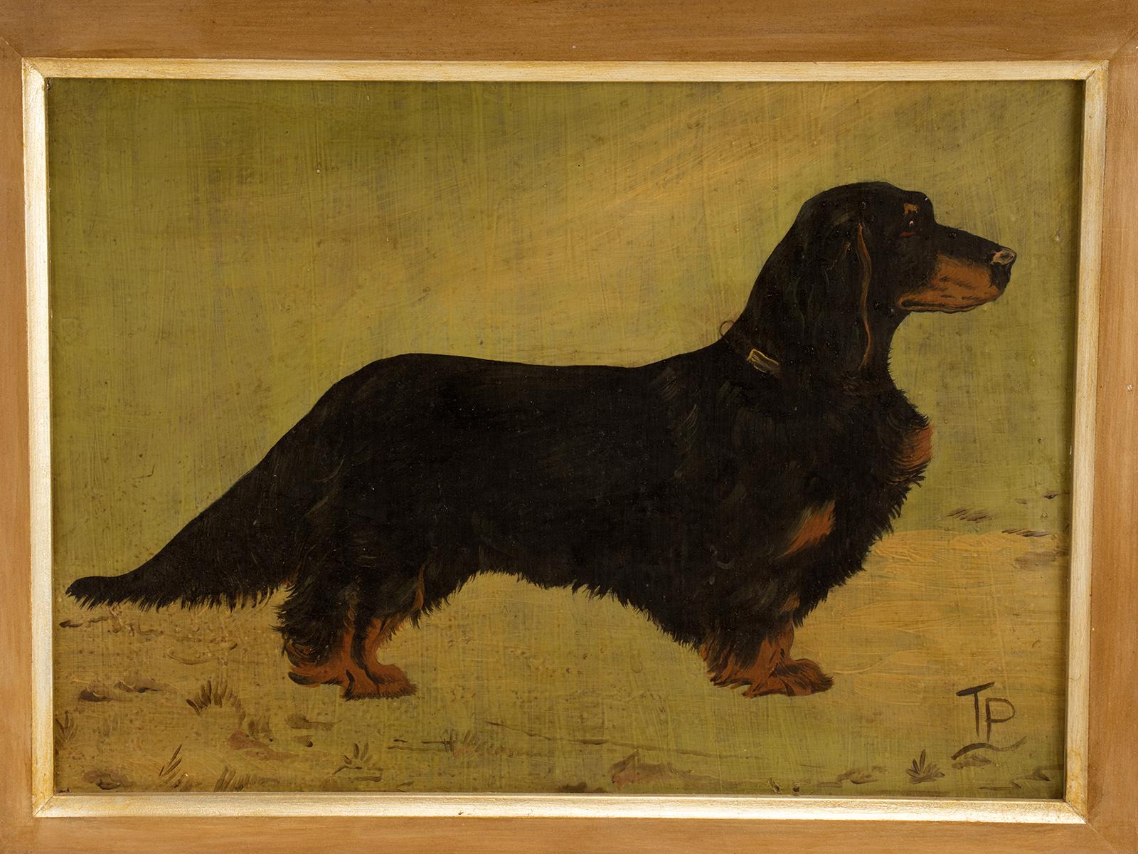 A painting oil on wood depicting a long-haired dachshund dog. Signed. Golden painted wooden frame. England circa 1920.