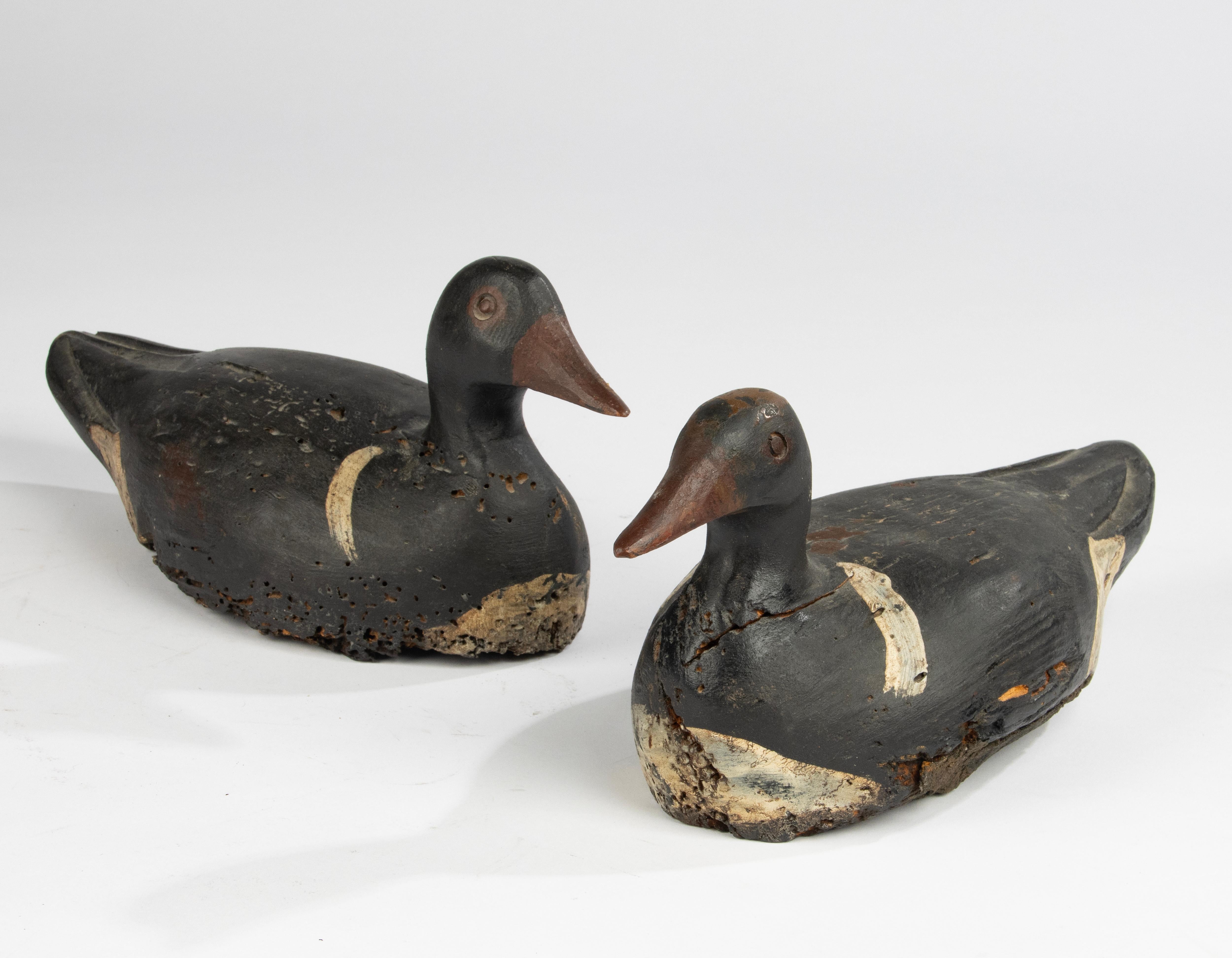 Late 19th Century A Pair 19th Century Decoy Ducks