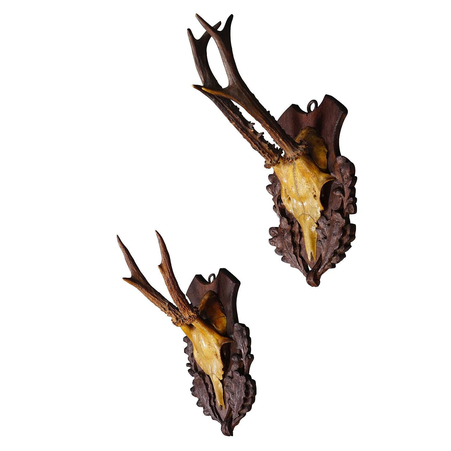 A Pair Antique Black Forest Deer Trophies on Wooden Plaques 1900s

A pair antique Black Forest roe deer (Capreolus capreolus) trophies mounted on carved oak plaques. The trophies where hunted in Germany around 1900. A great addition to every rustic
