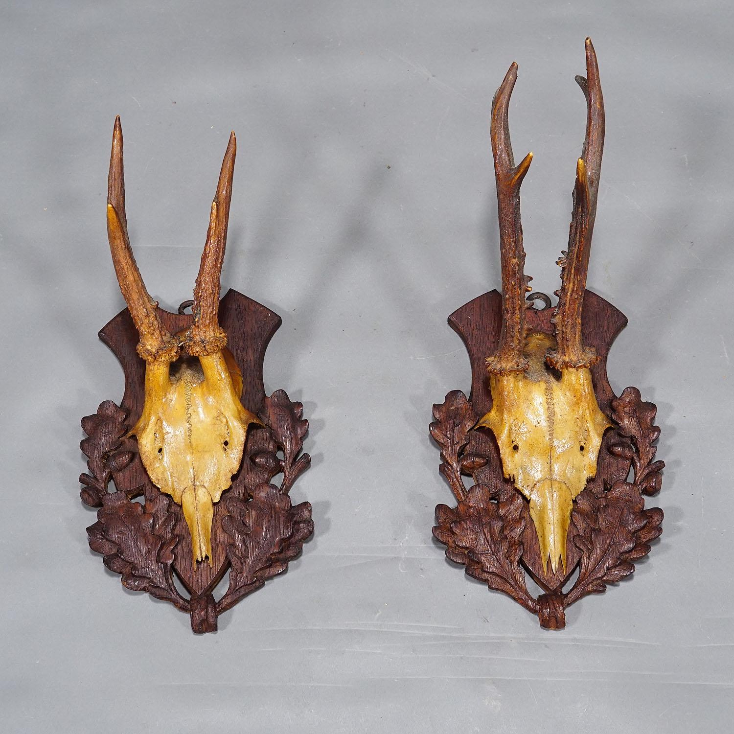 Carved A Pair Antique Black Forest Deer Trophies on Wooden Plaques 1900s For Sale
