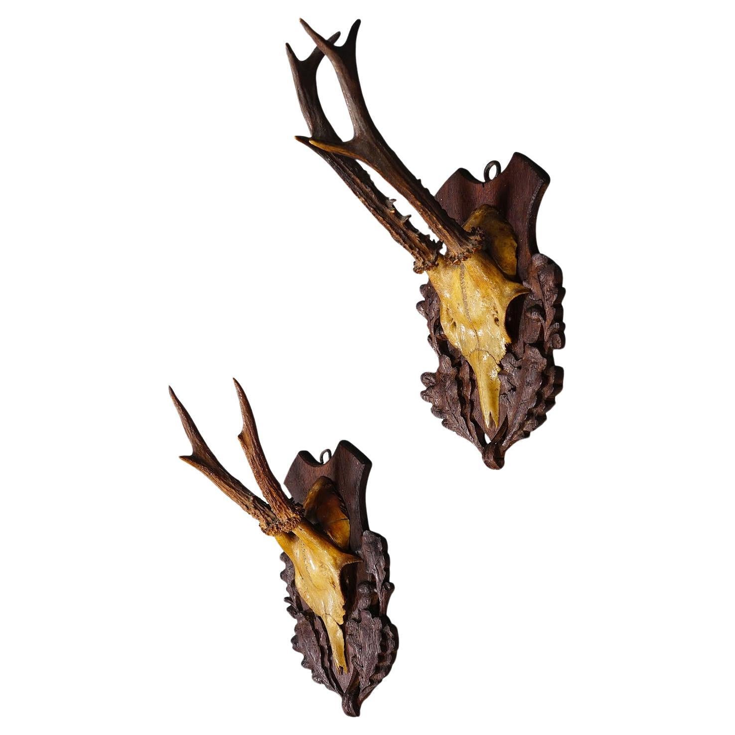 A Pair Antique Black Forest Deer Trophies on Wooden Plaques 1900s For Sale