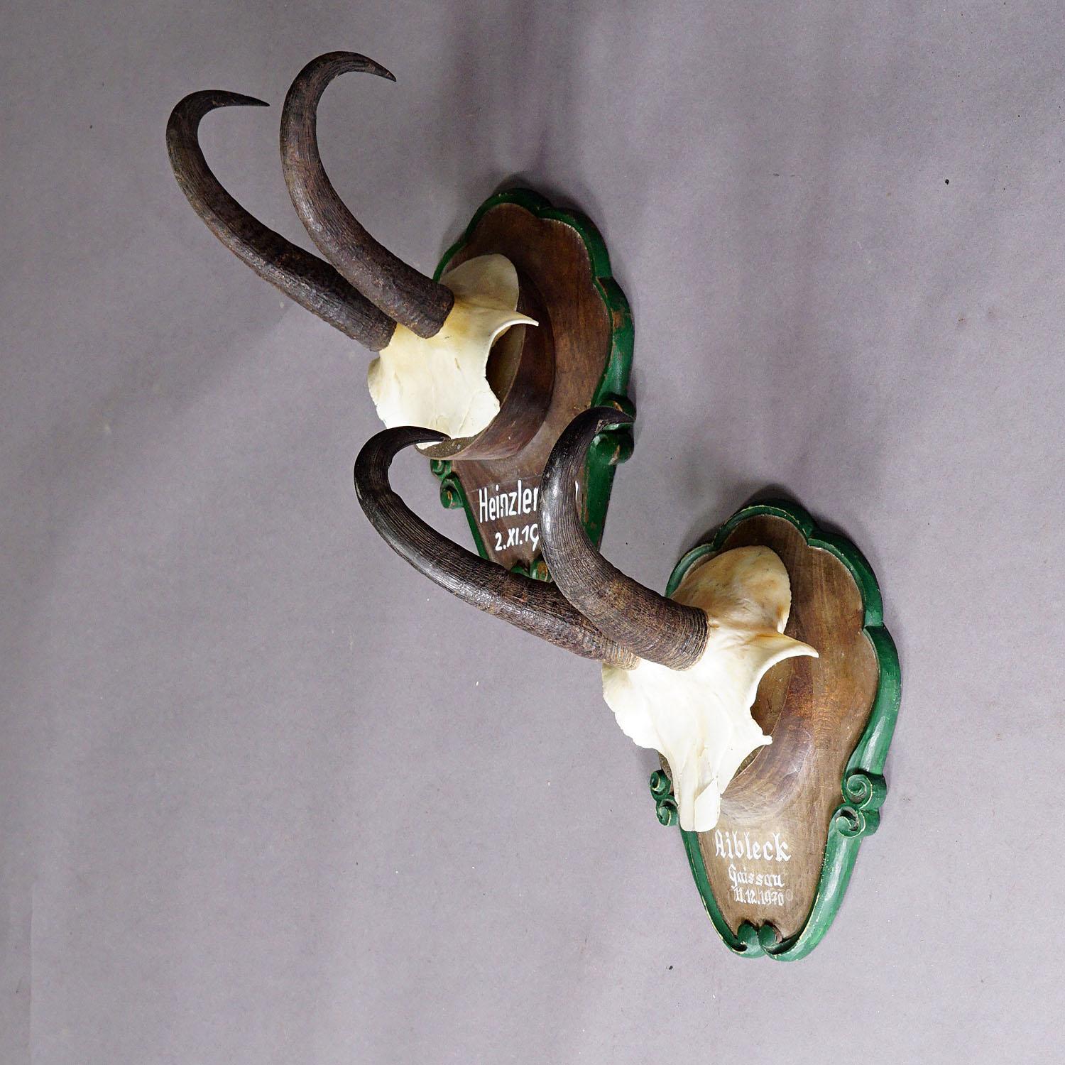 Rustic A Pair Chamois Trophies on Wooden Plaques Germany 1960s For Sale