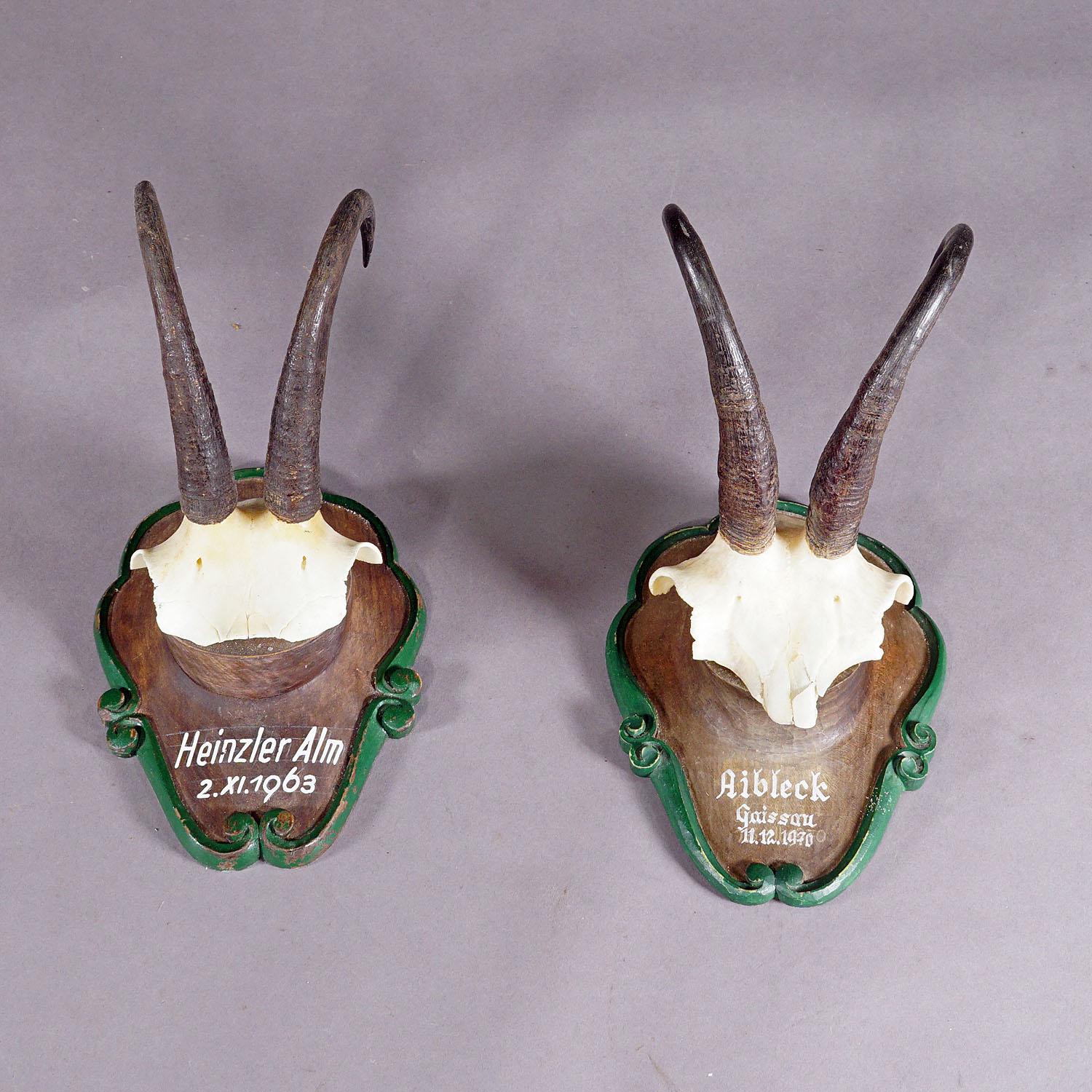 A Pair Chamois Trophies on Wooden Plaques Germany 1960s In Good Condition For Sale In Berghuelen, DE