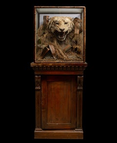 A pair of 19th C cased Indian Tiger Trophies - Rowland Ward Bamboo style.