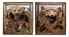 A pair of 19th C cased Indian Tiger Trophies - Rowland Ward Bamboo style.