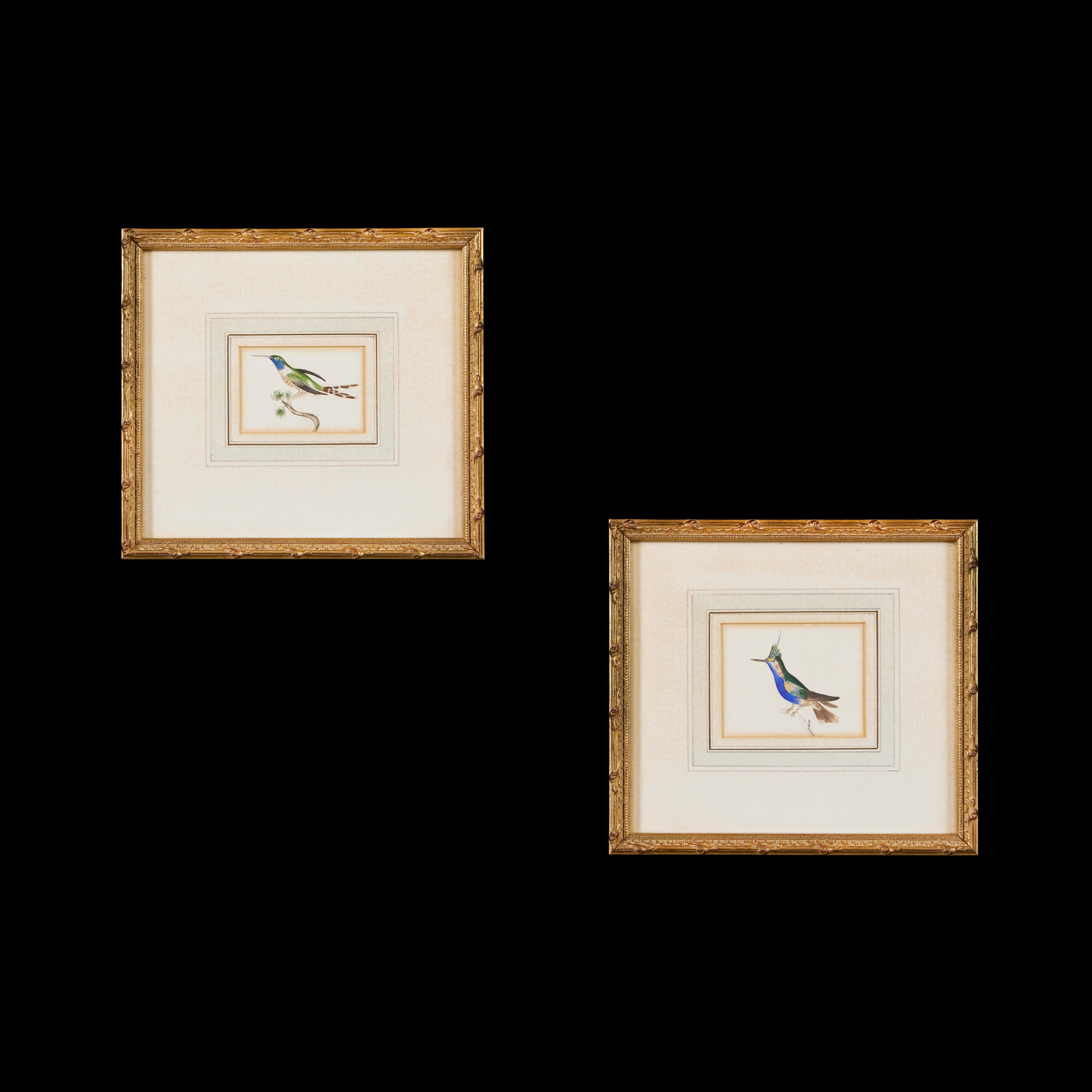 XIXe siècle Paire d'aquarelles d'oiseaux du 19e siècle dans des cadres en bois doré 