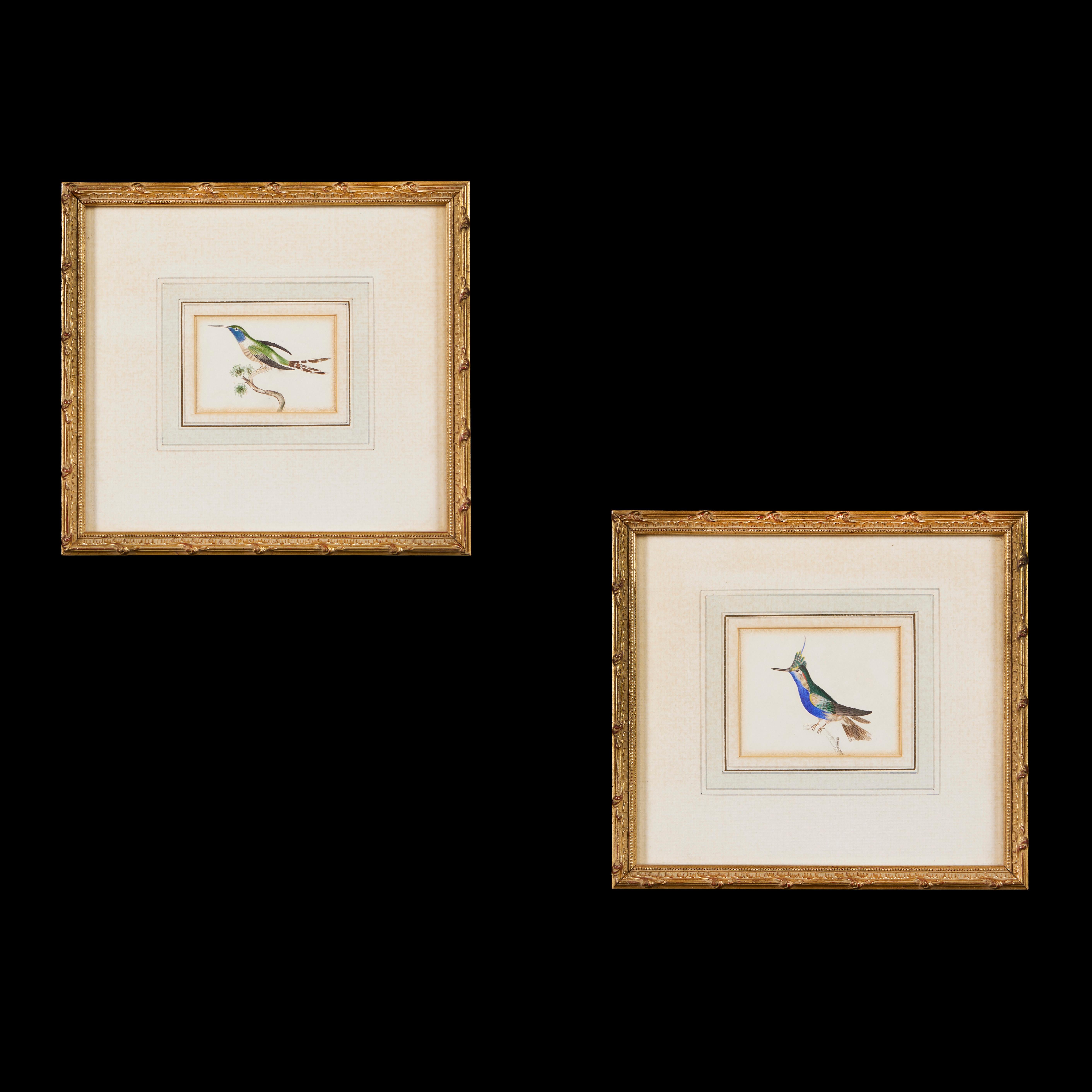 Bois doré Paire d'aquarelles d'oiseaux du 19e siècle dans des cadres en bois doré 