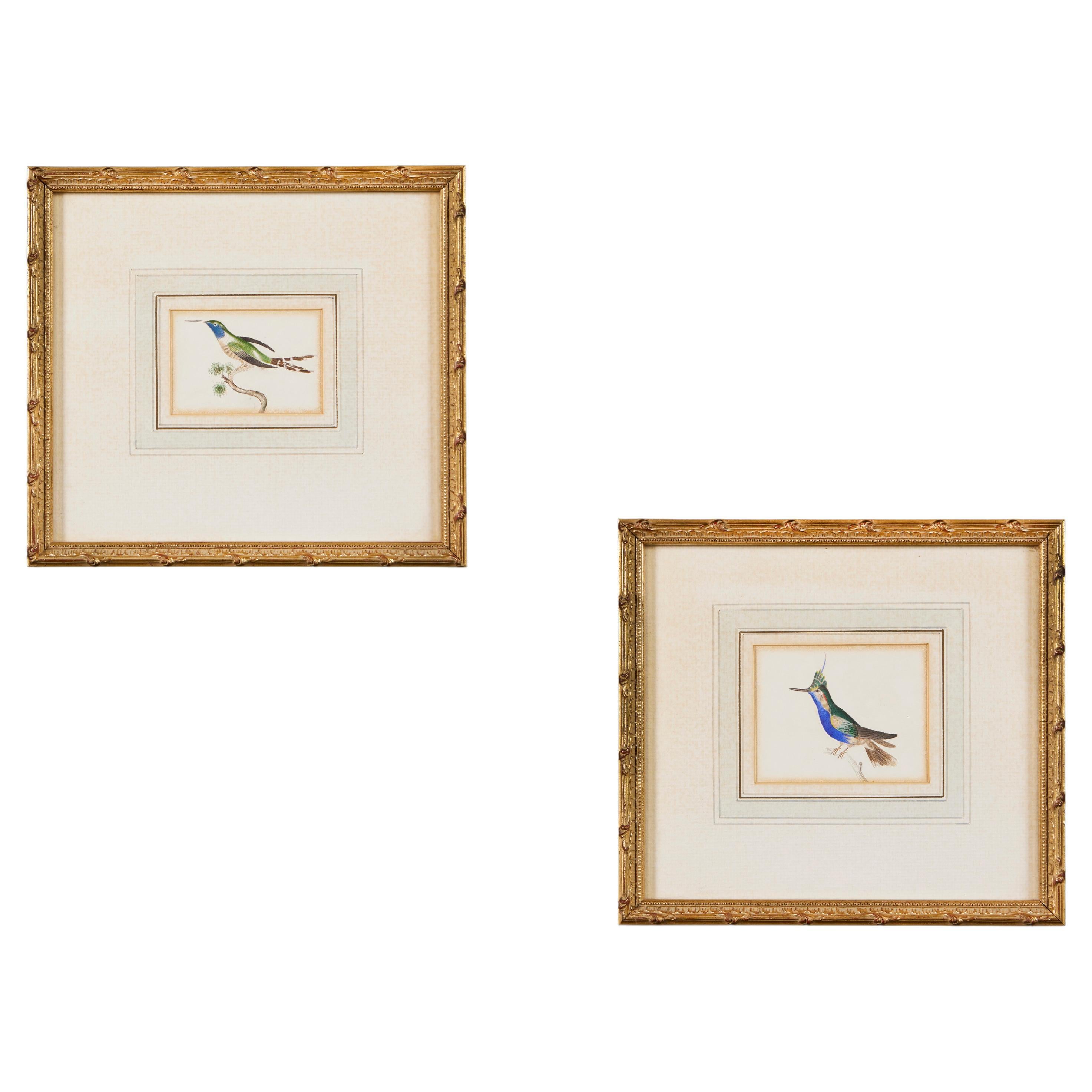 A Pair of 19th Century Bird Watercolours in Giltwood Frames  For Sale