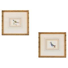 Paire d'aquarelles d'oiseaux du 19e siècle dans des cadres en bois doré 