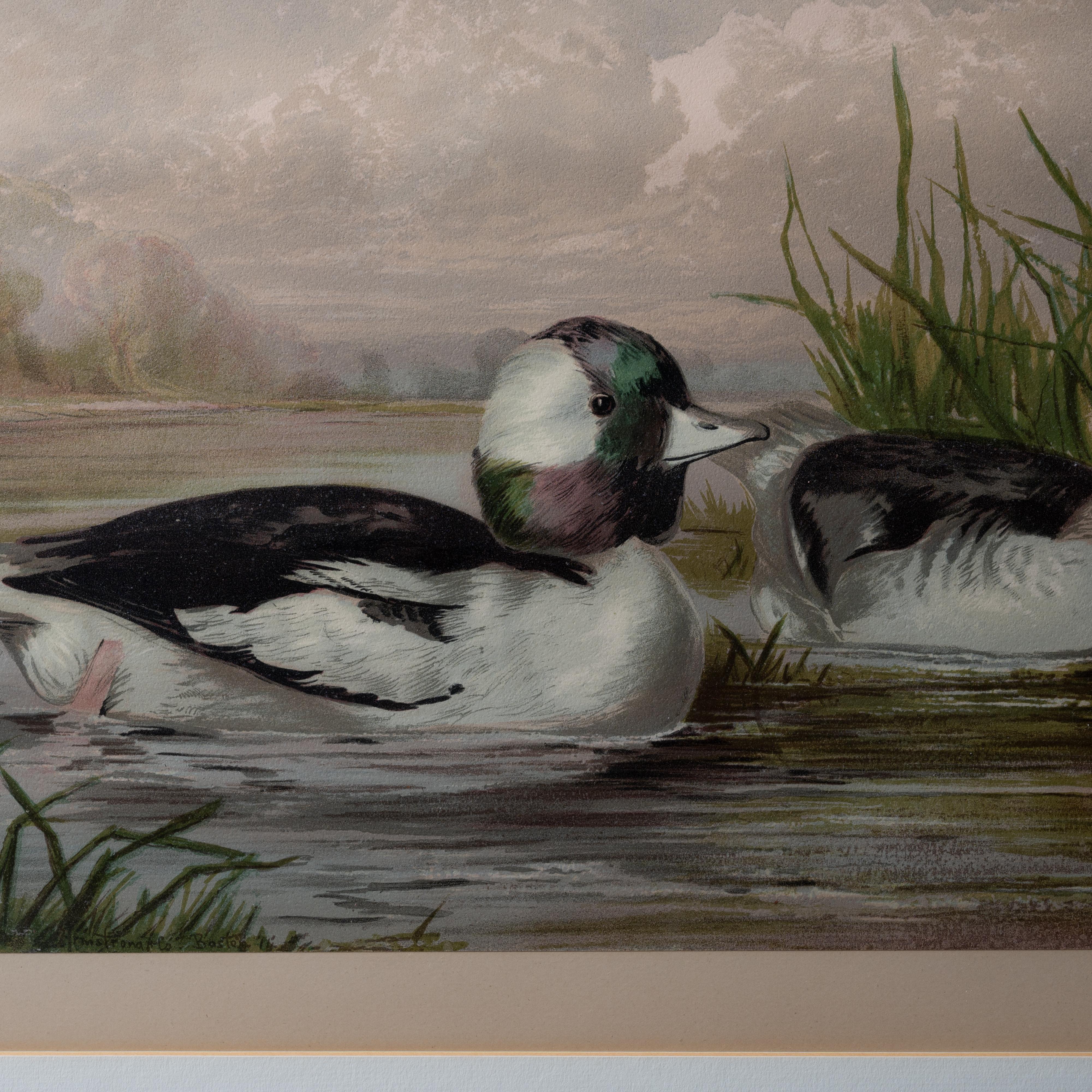 Paire d'Alexander Pope Jr. Chromolithographies de canard, 1878 en vente 3