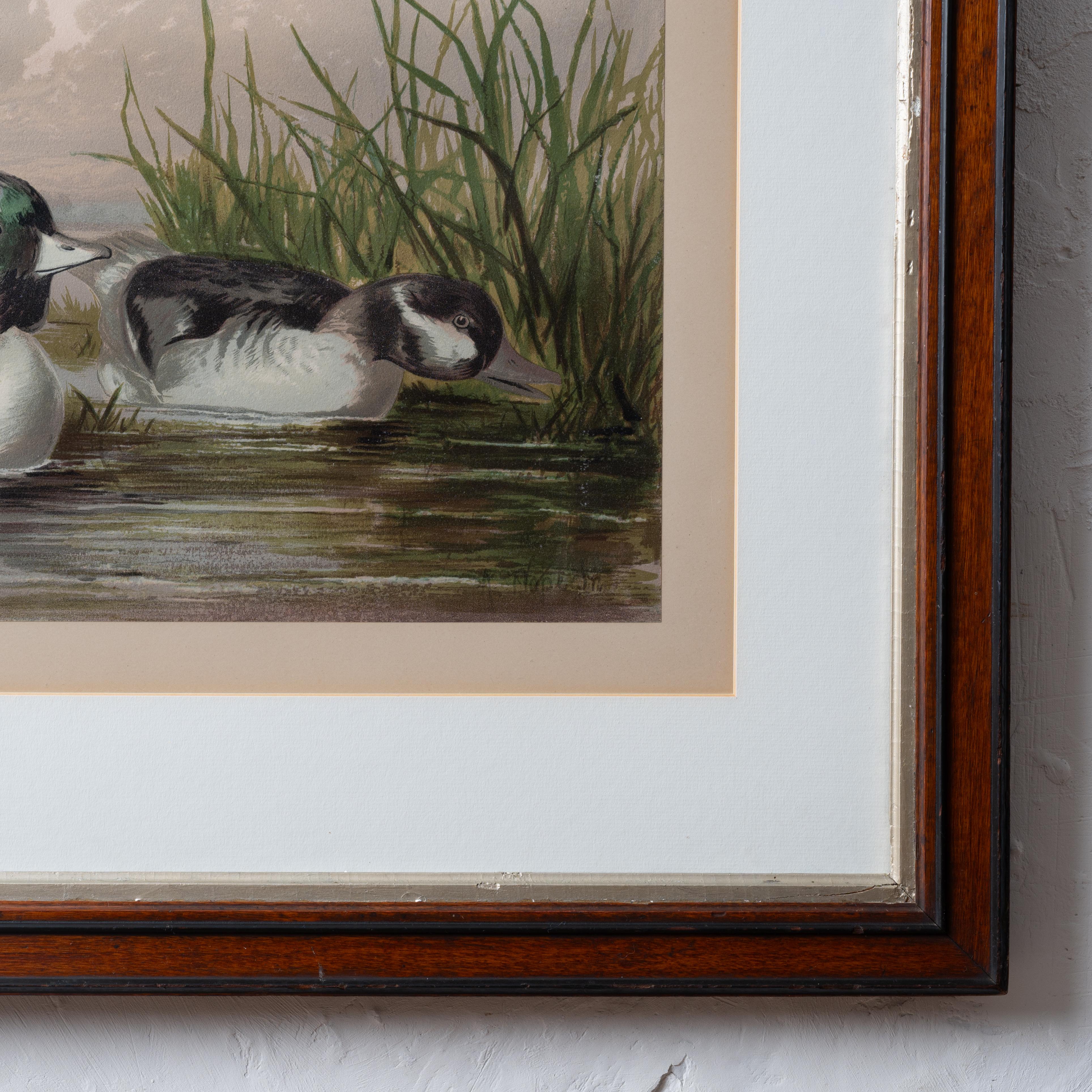 Paire d'Alexander Pope Jr. Chromolithographies de canard, 1878 en vente 4
