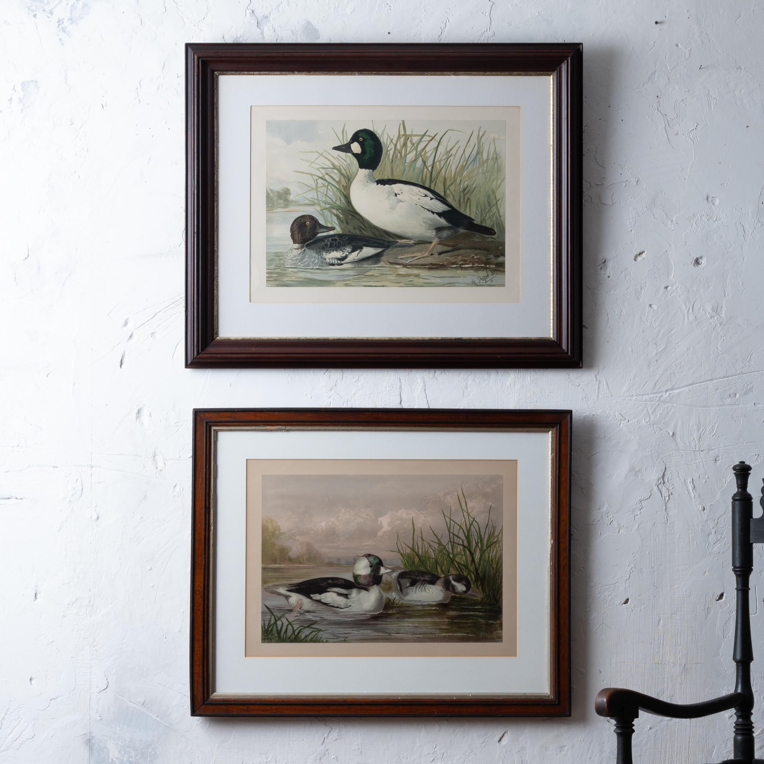 Alexander JR.
(Américain, 1849-1924)

Paire de chromolithographies tirées de Upland Game Birds and Water Fowl of the United States, 1878

Le Golden-Eye ou Whistler

vue : 22 ½ par 16 ¼ pouces 
cadre : 33 x 27 pouces

Le canard à tête de buffle

vue