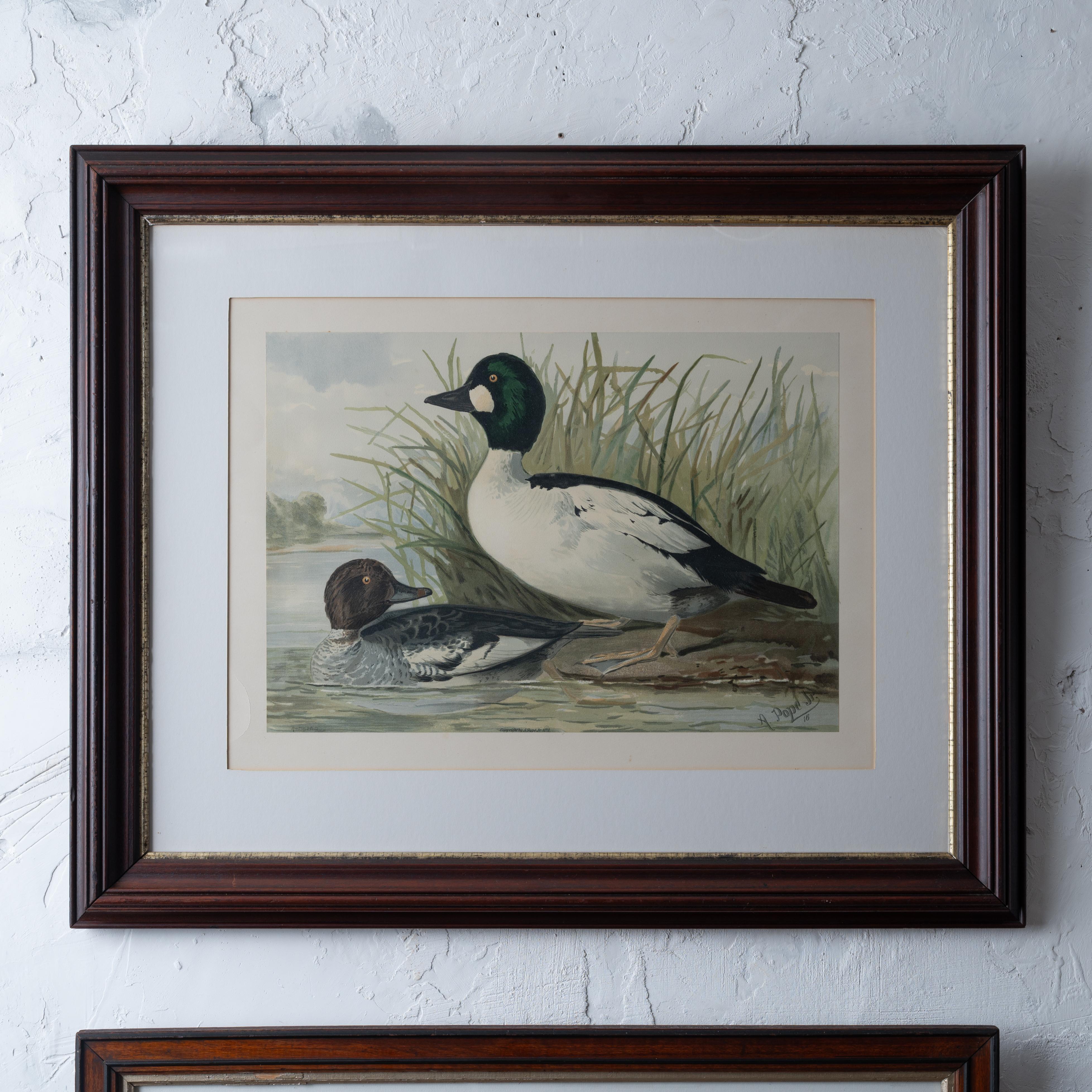 Américain Paire d'Alexander Pope Jr. Chromolithographies de canard, 1878 en vente