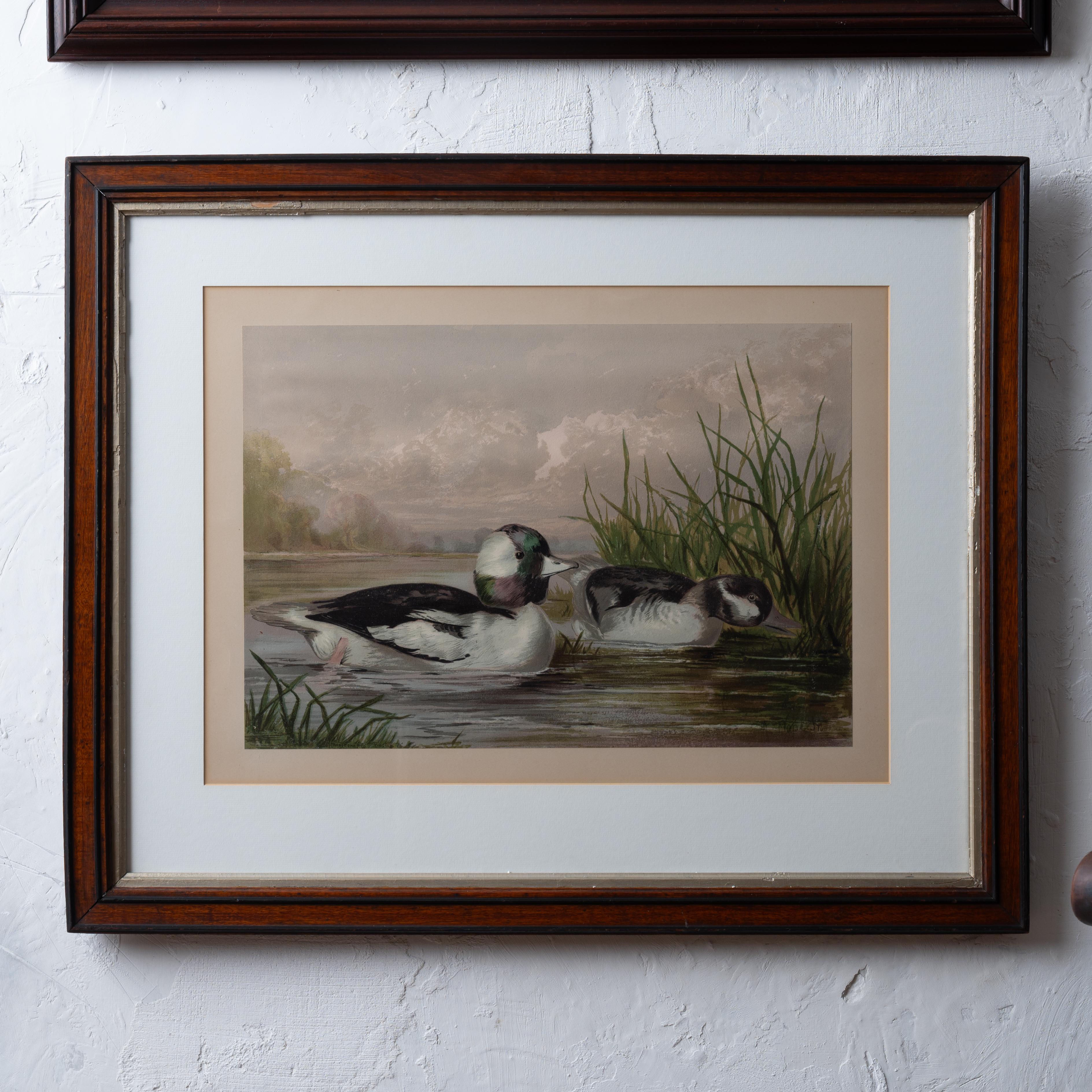 Paire d'Alexander Pope Jr. Chromolithographies de canard, 1878 Bon état - En vente à Savannah, GA