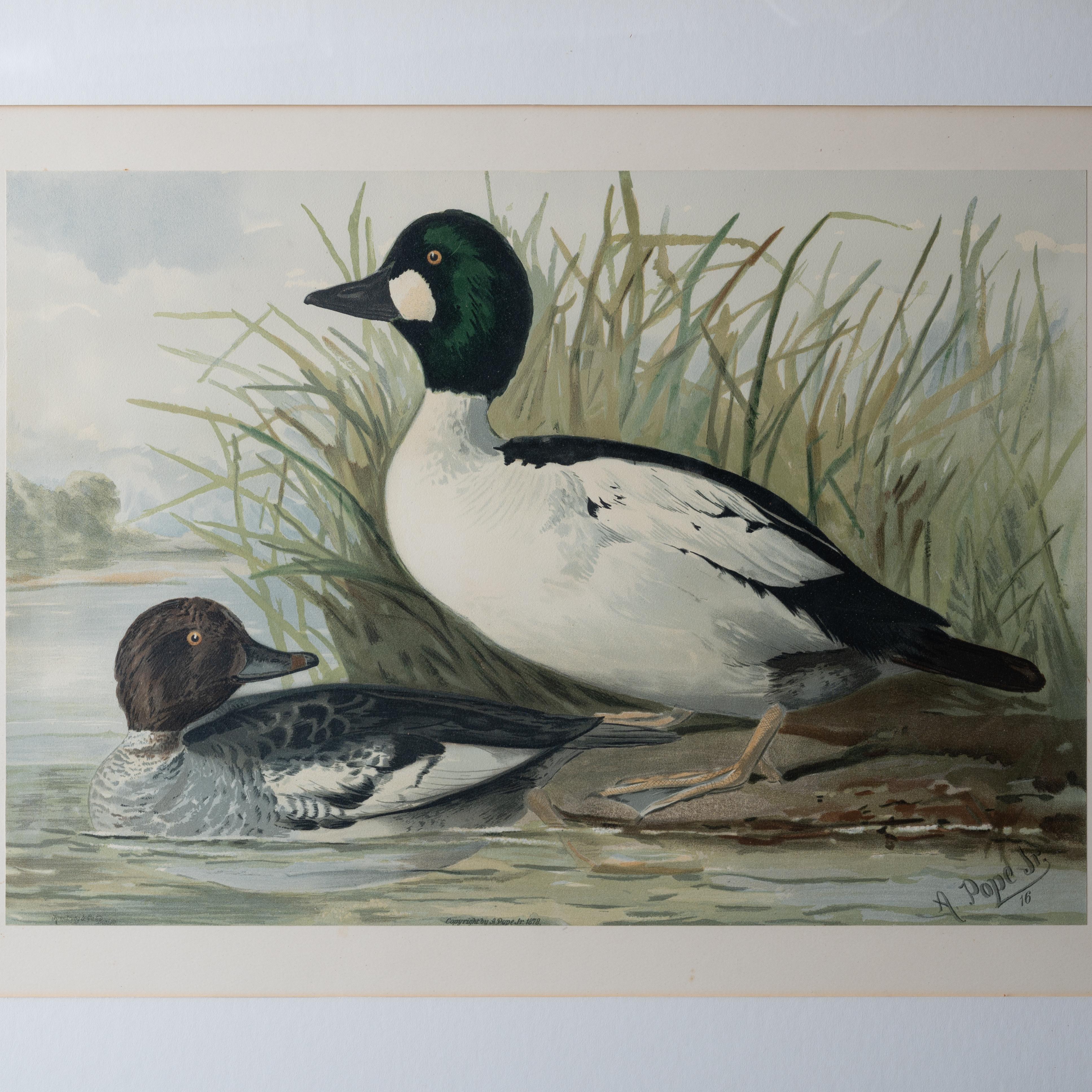 Verre Paire d'Alexander Pope Jr. Chromolithographies de canard, 1878 en vente