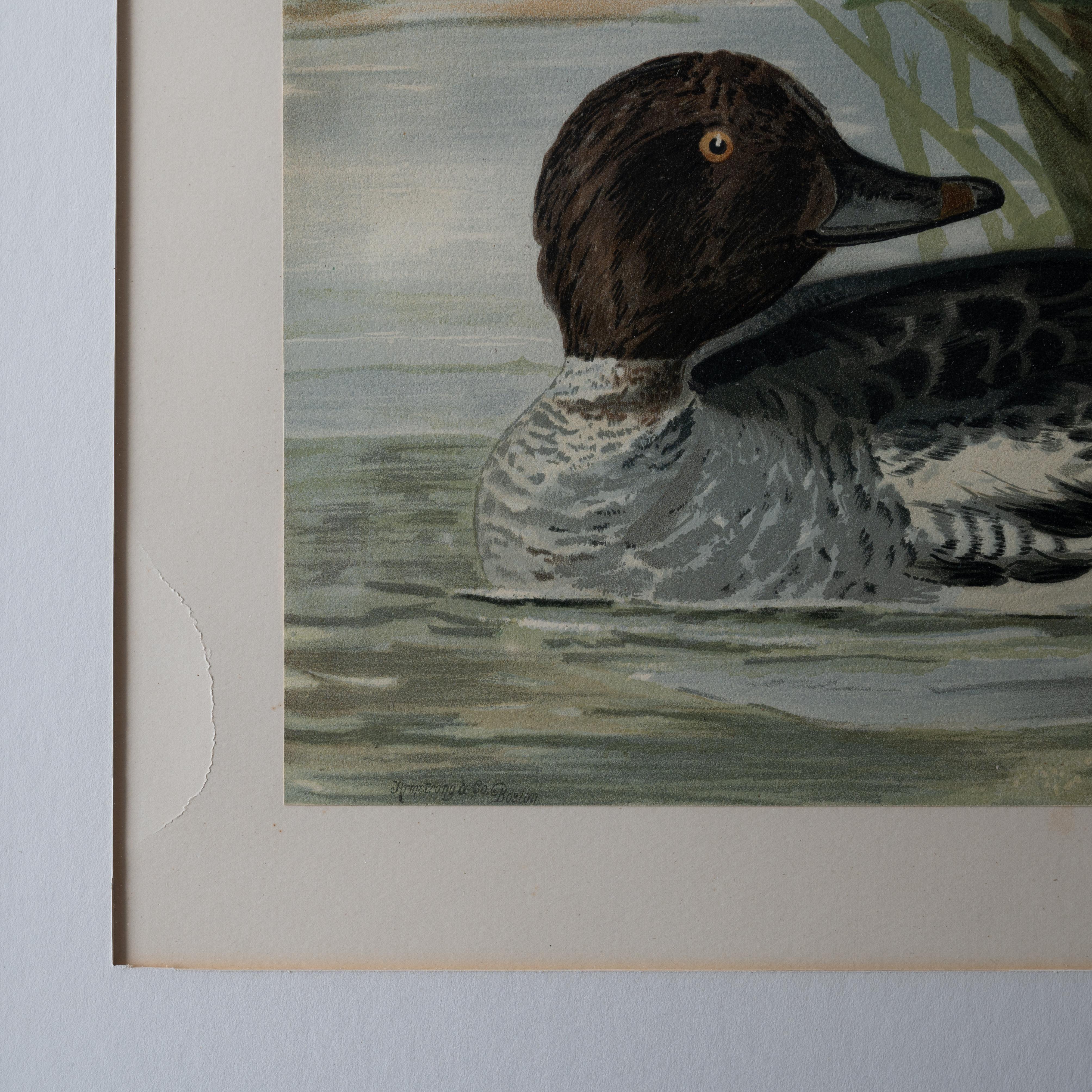 Paire d'Alexander Pope Jr. Chromolithographies de canard, 1878 en vente 1