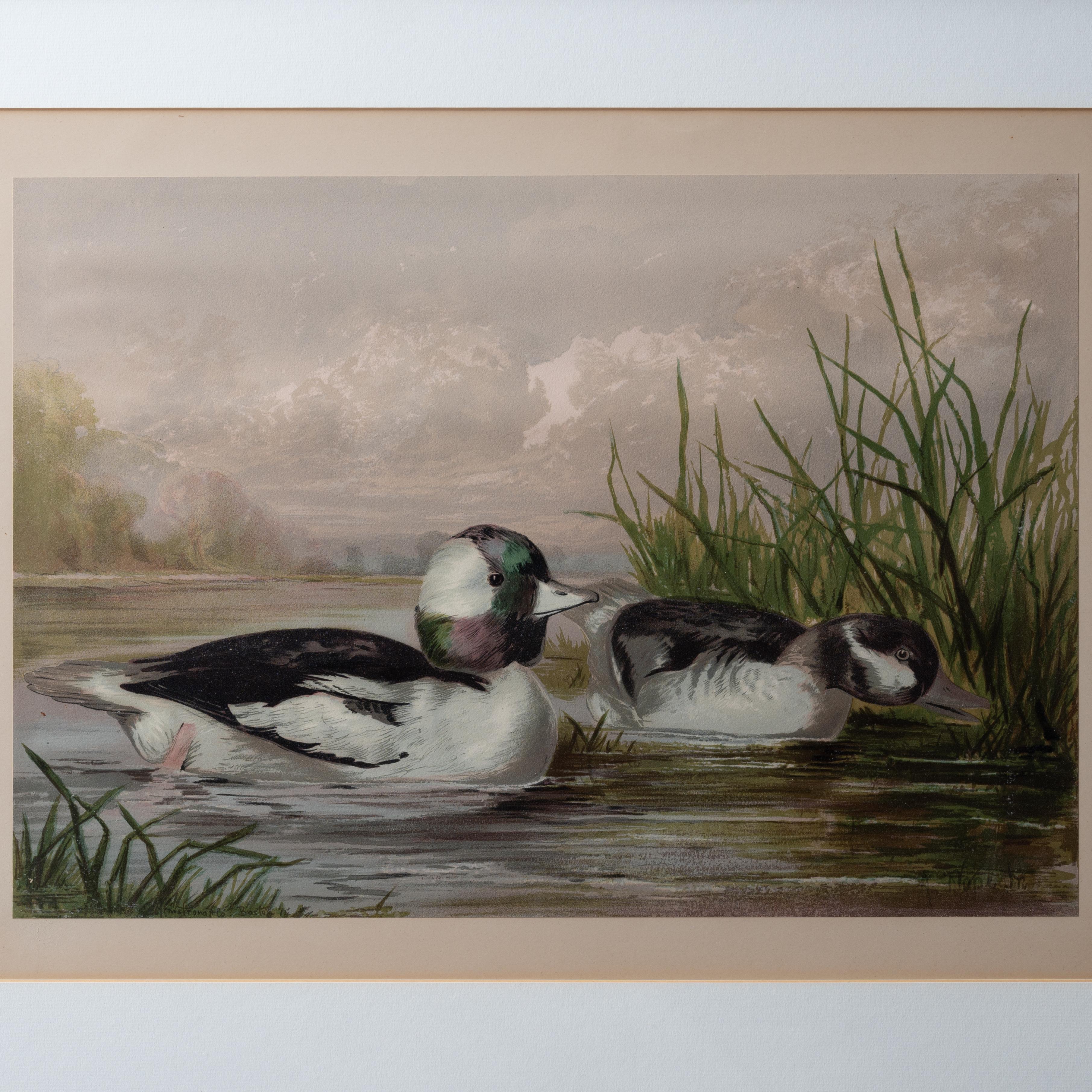 Paire d'Alexander Pope Jr. Chromolithographies de canard, 1878 en vente 2