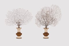 A pair of black gorgonian branches, mounted on ceramic bases, Italy circa 1890.
