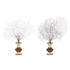 A pair of black gorgonian branches, mounted on ceramic bases, Italy circa 1890.