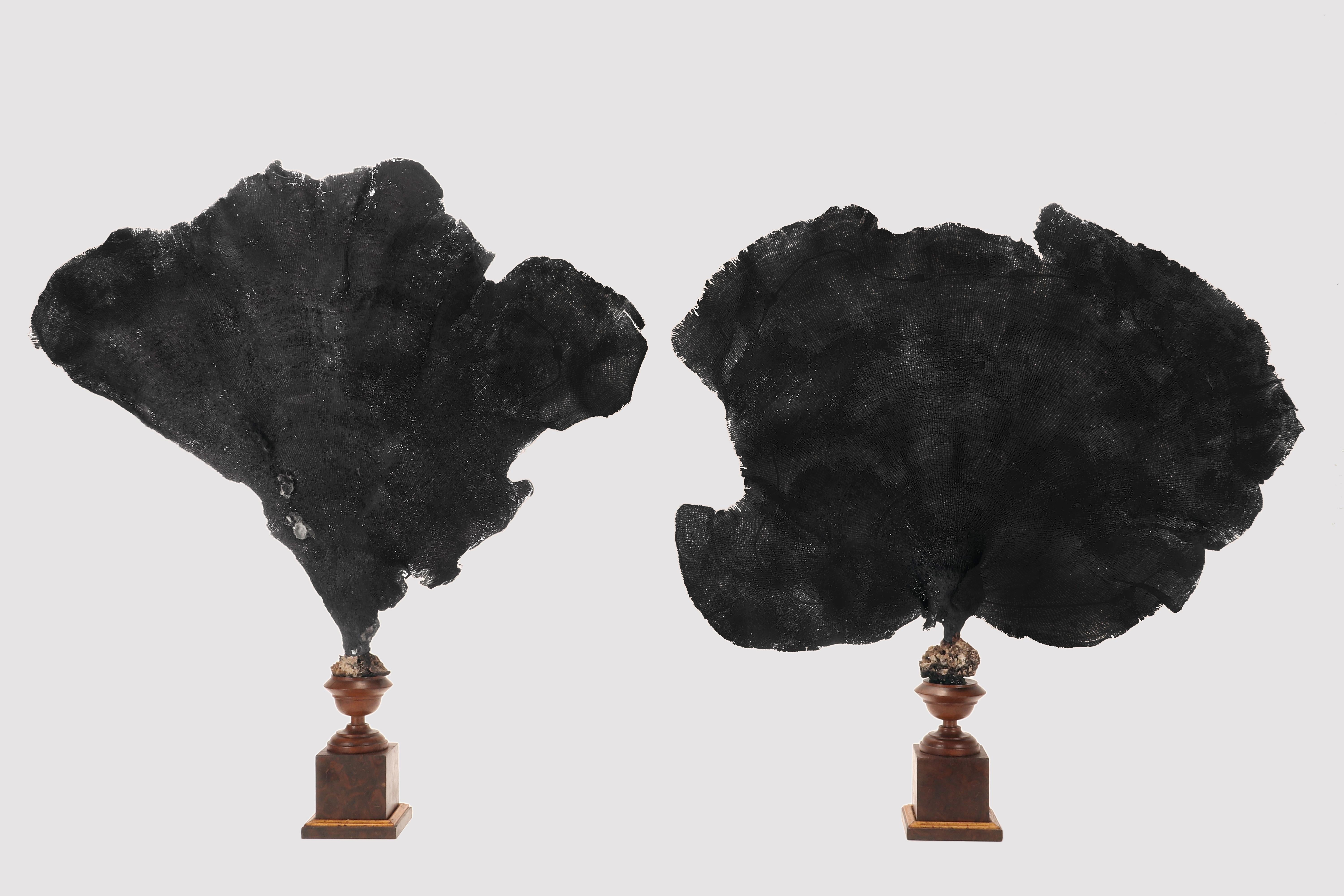 Paire d'éventails noirs (Iciligorgia Schrammi, Duchassaing 1870), branches naturelles pourpre-noir provenant d'une collection de la Wunderkammer. Originaire des récifs coralliens de l'Indo-Pacifique, leur structure réticulée présente une surface