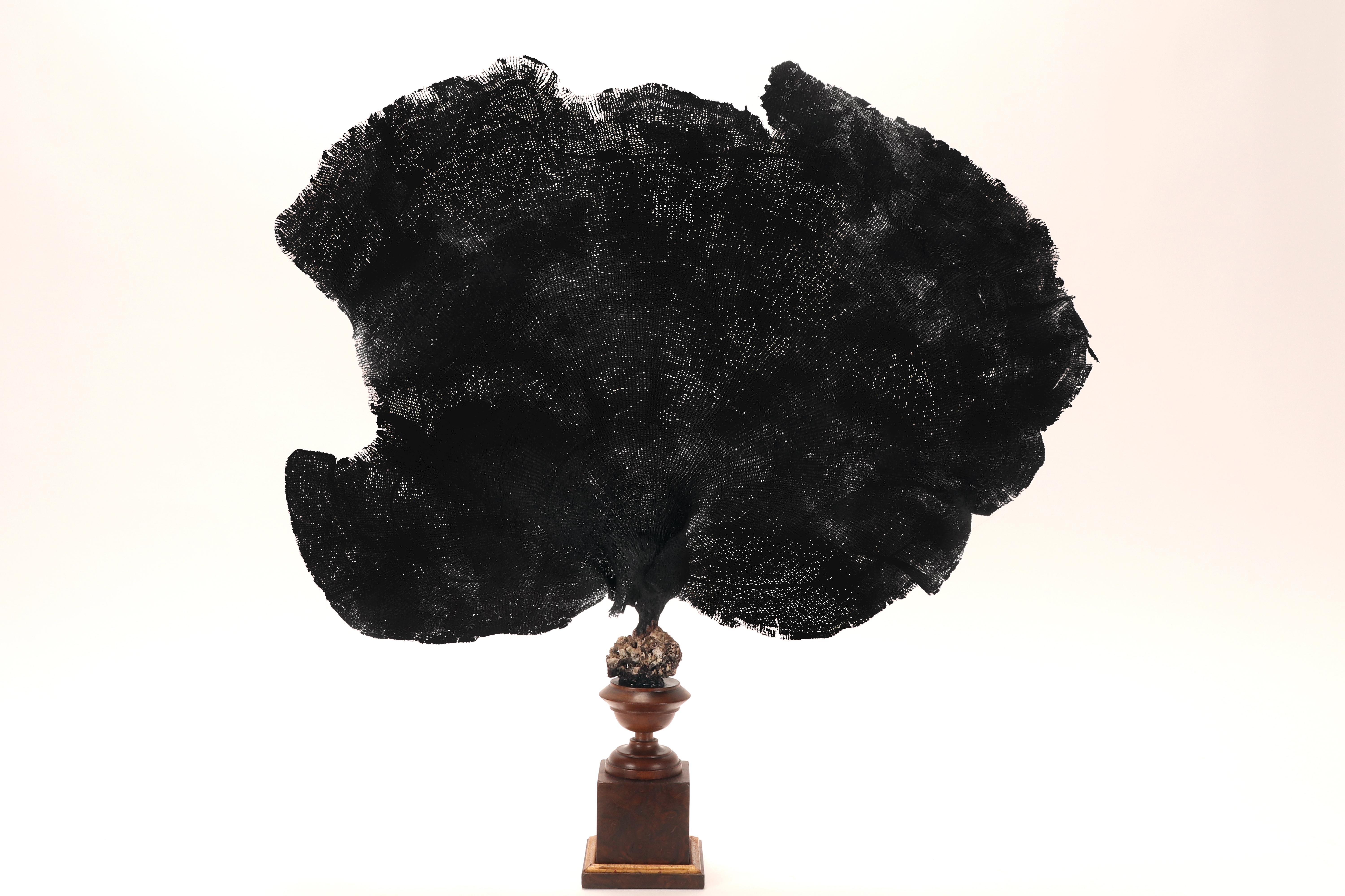 italien Paire de branches d'éventail noir, Italie, fin du XIXe siècle. en vente