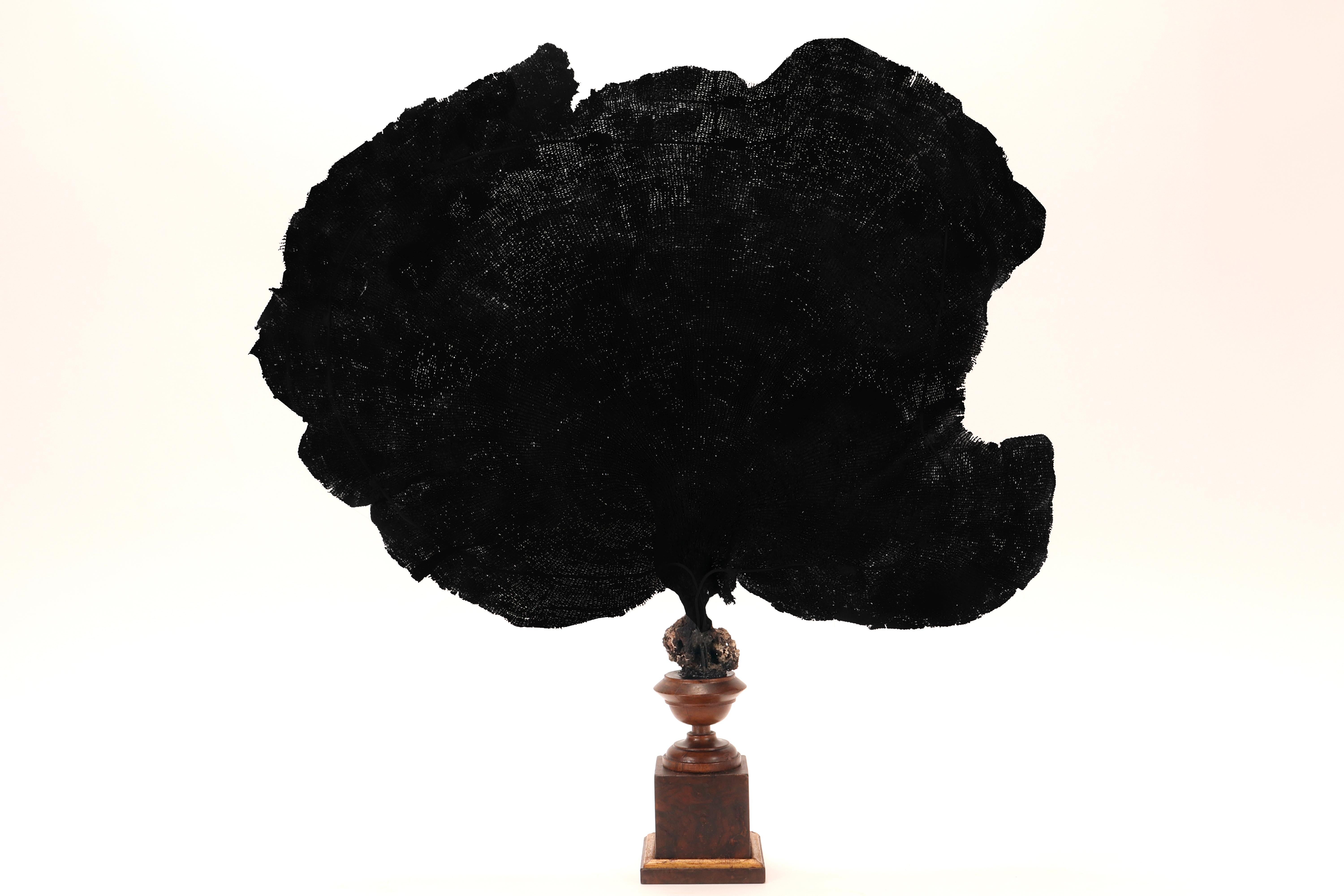 Paire de branches d'éventail noir, Italie, fin du XIXe siècle. Bon état - En vente à Milan, IT