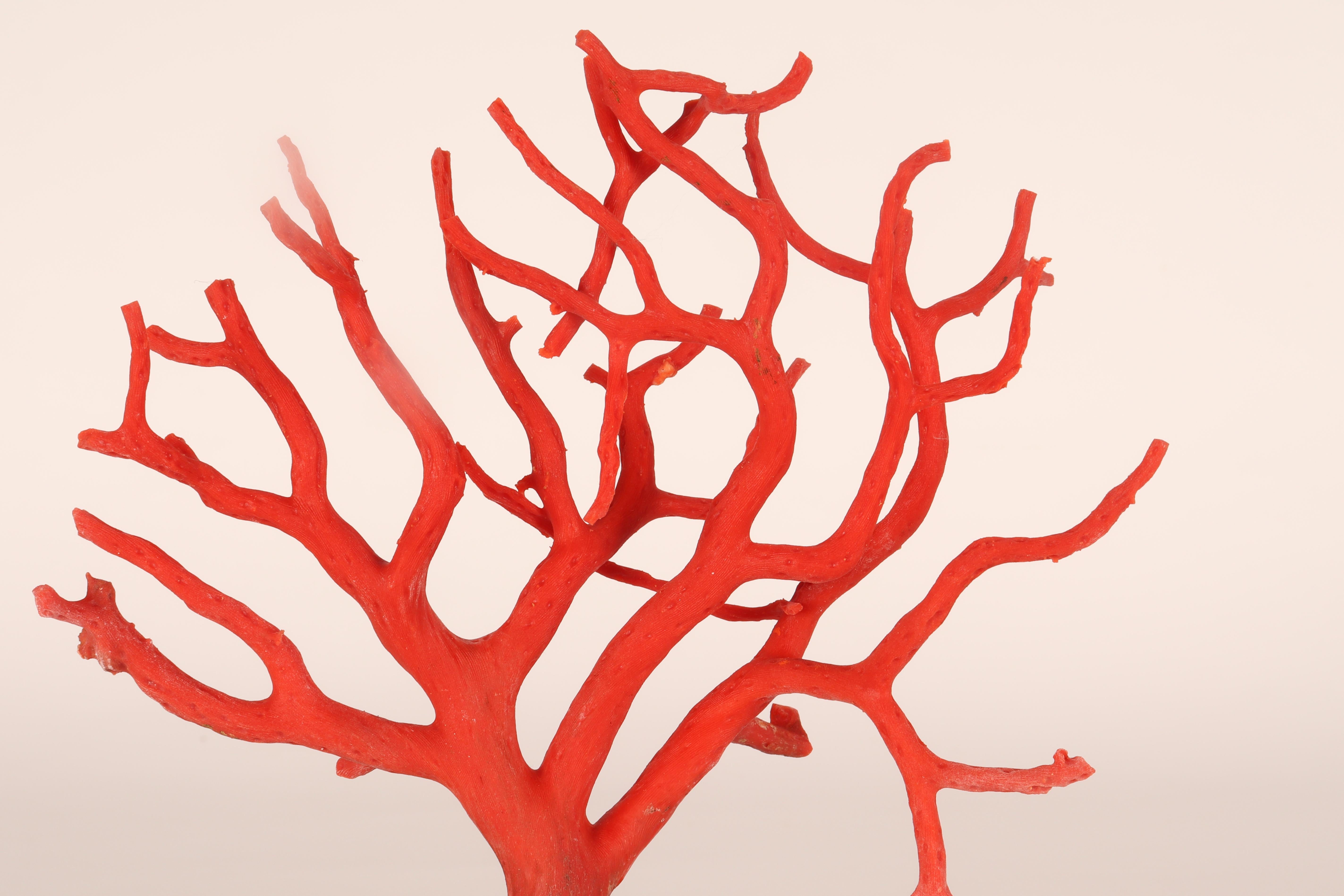 A pair of branches of Mediterranean red coral, on malachite bases, Italy 1880s. 4