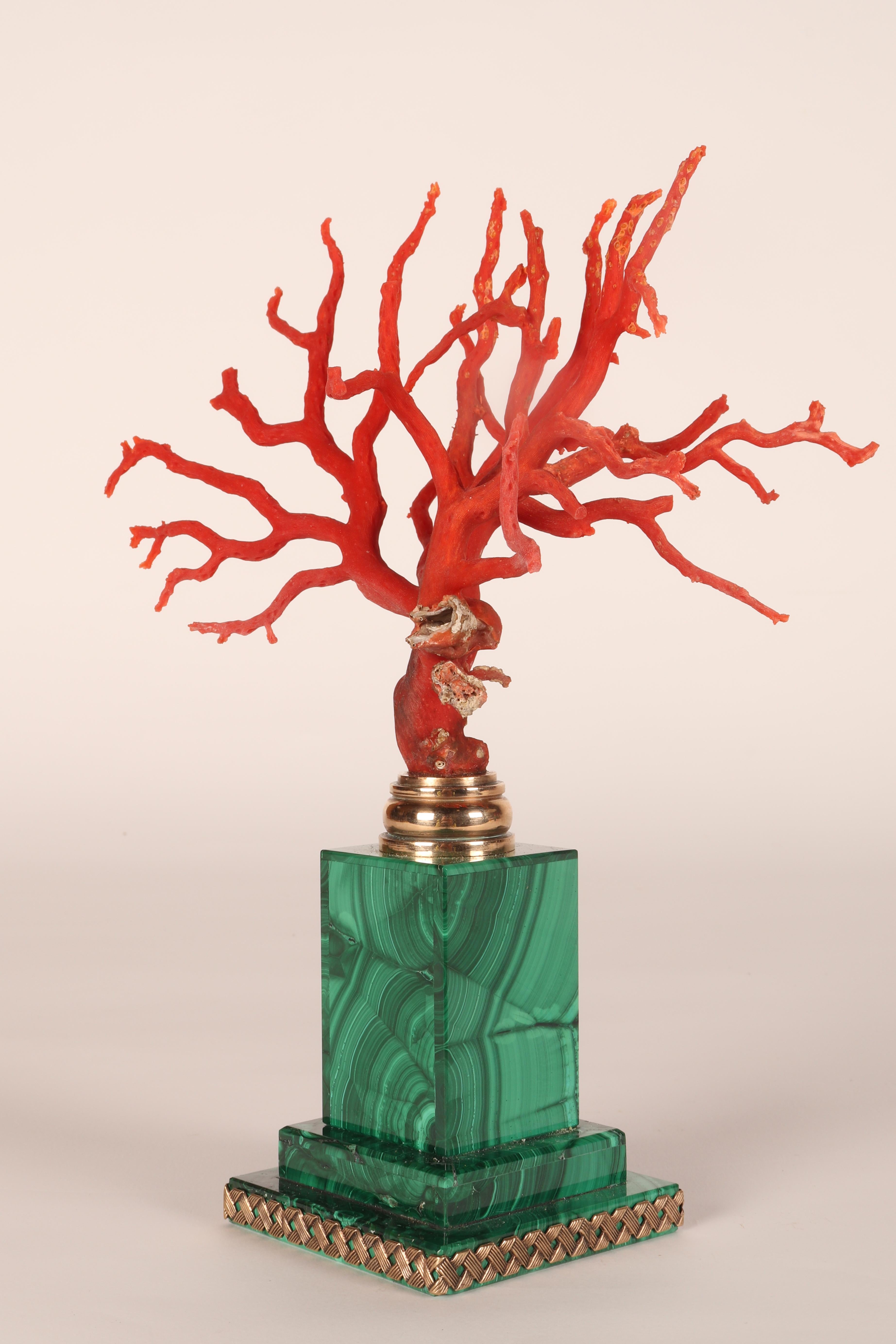 A pair of branches of Mediterranean red coral, on malachite bases, Italy 1880s. 9