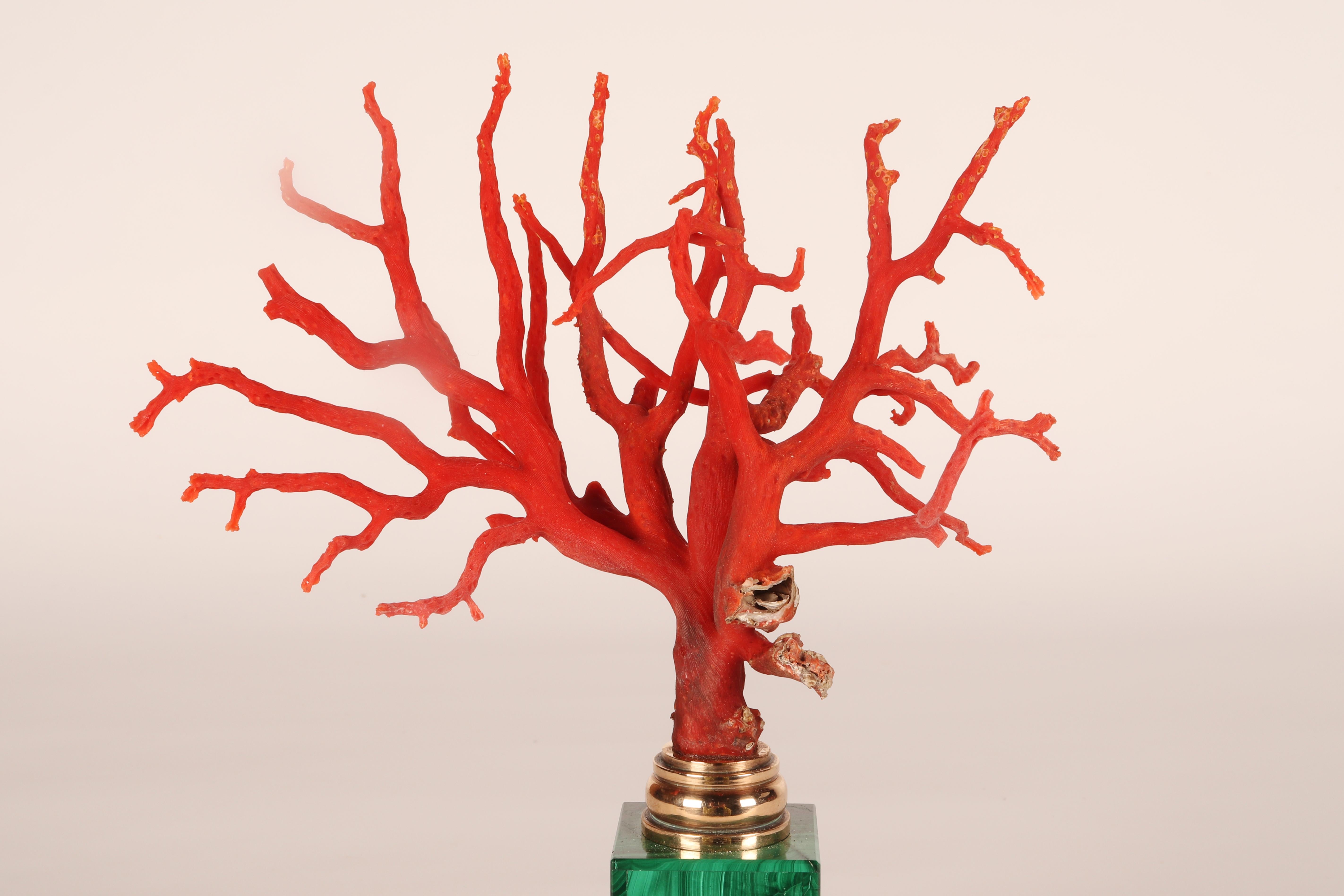 A pair of branches of Mediterranean red coral, on malachite bases, Italy 1880s. 10