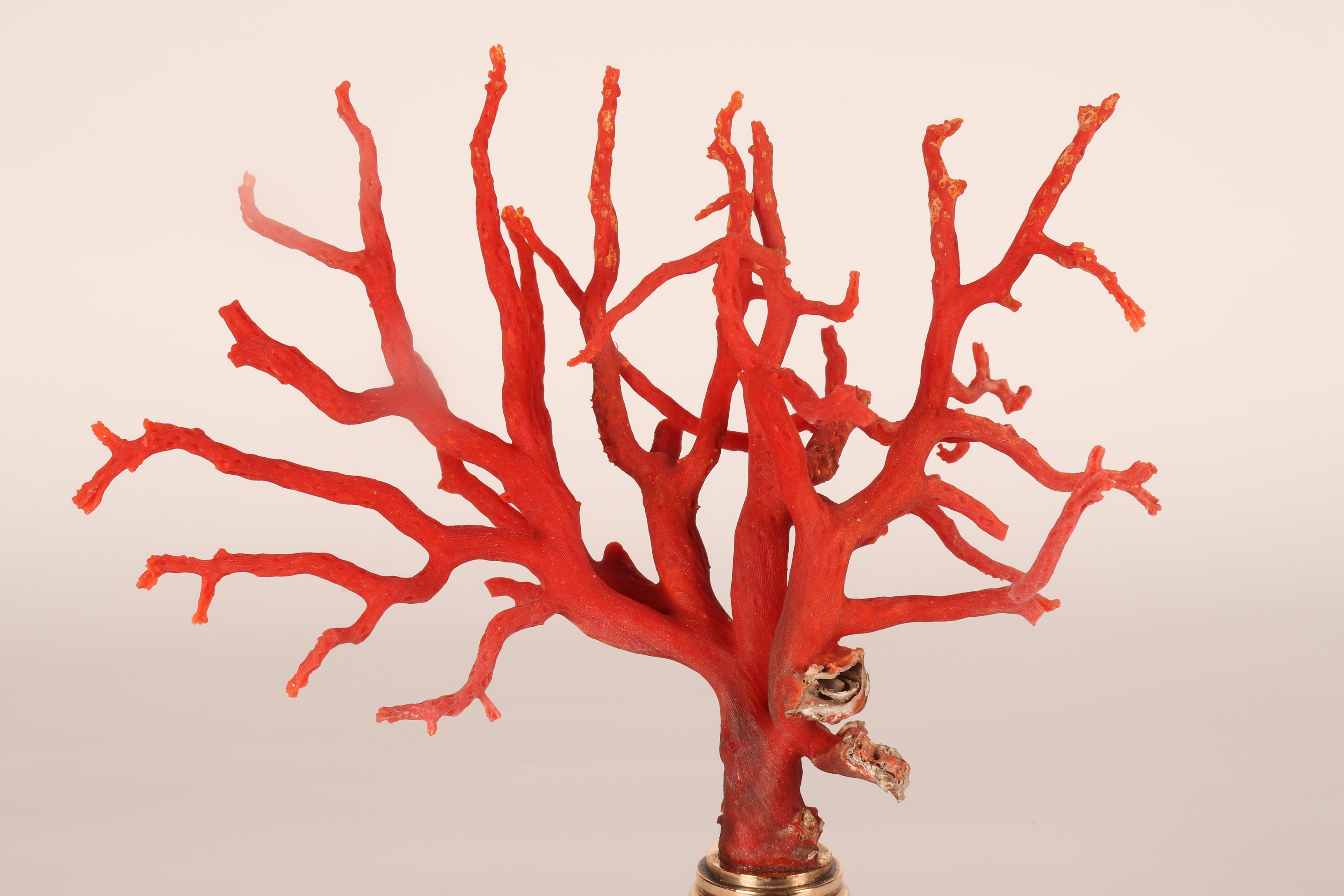 A pair of branches of Mediterranean red coral, on malachite bases, Italy 1880s. 13