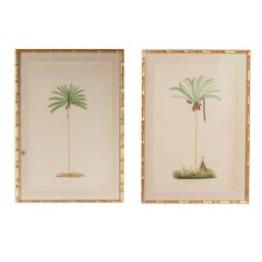 Pair of Chromolithographs of Brazilian Palms by Joao Barbosa Rodrigues