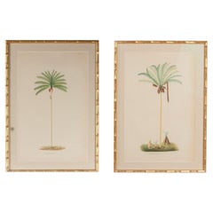 Pair of Chromolithographs of Brazilian Palms by Joao Barbosa Rodrigues