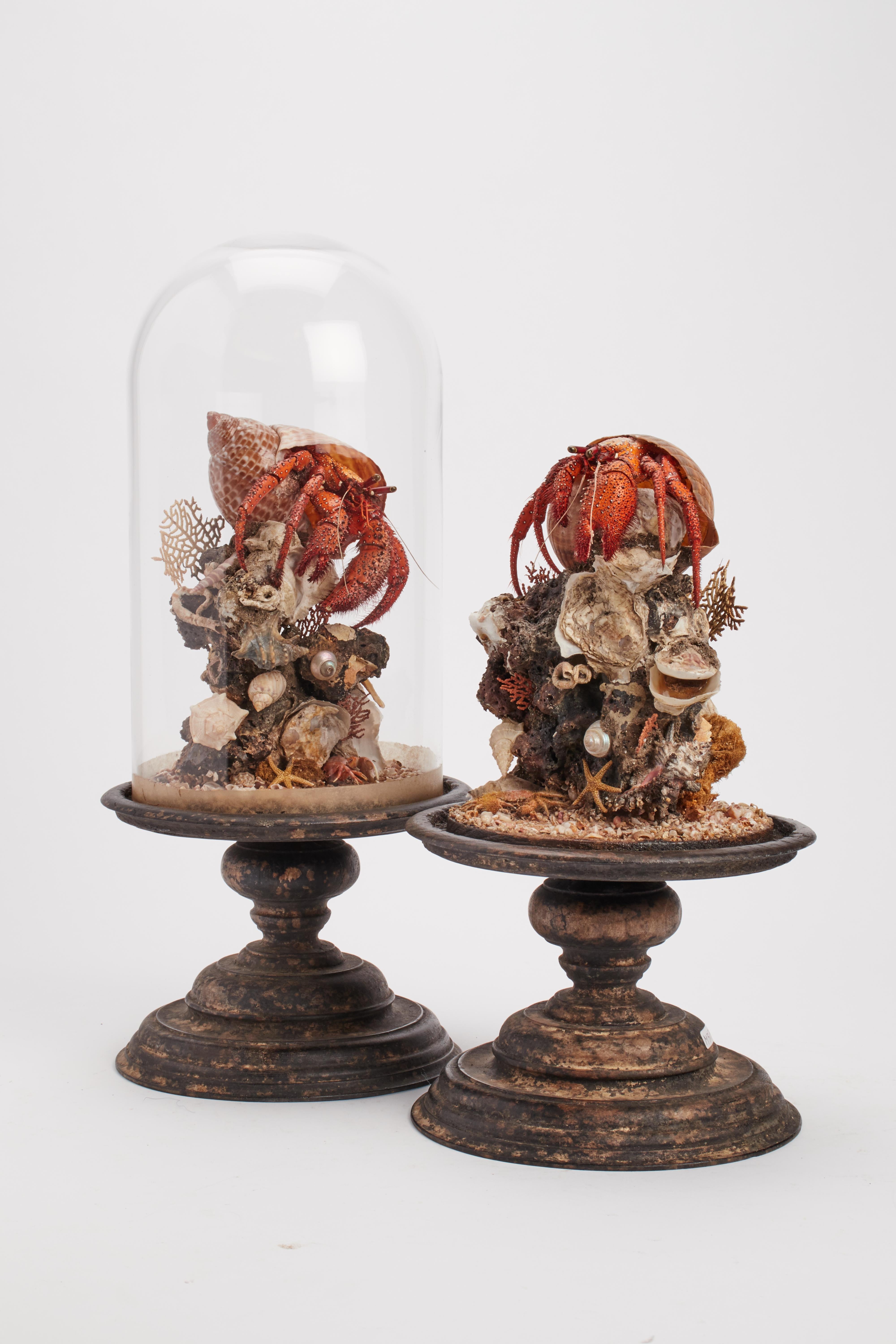 A natural Wunderkammer specimen a pair of the marine diorama with Hermit Crab (Pagurus Bernhardus) a brunch, fan-shaped of horny coral, starfish, reef, shells and little crab. The Specimens are mounted inside a glass dome, over a gray painted wooden