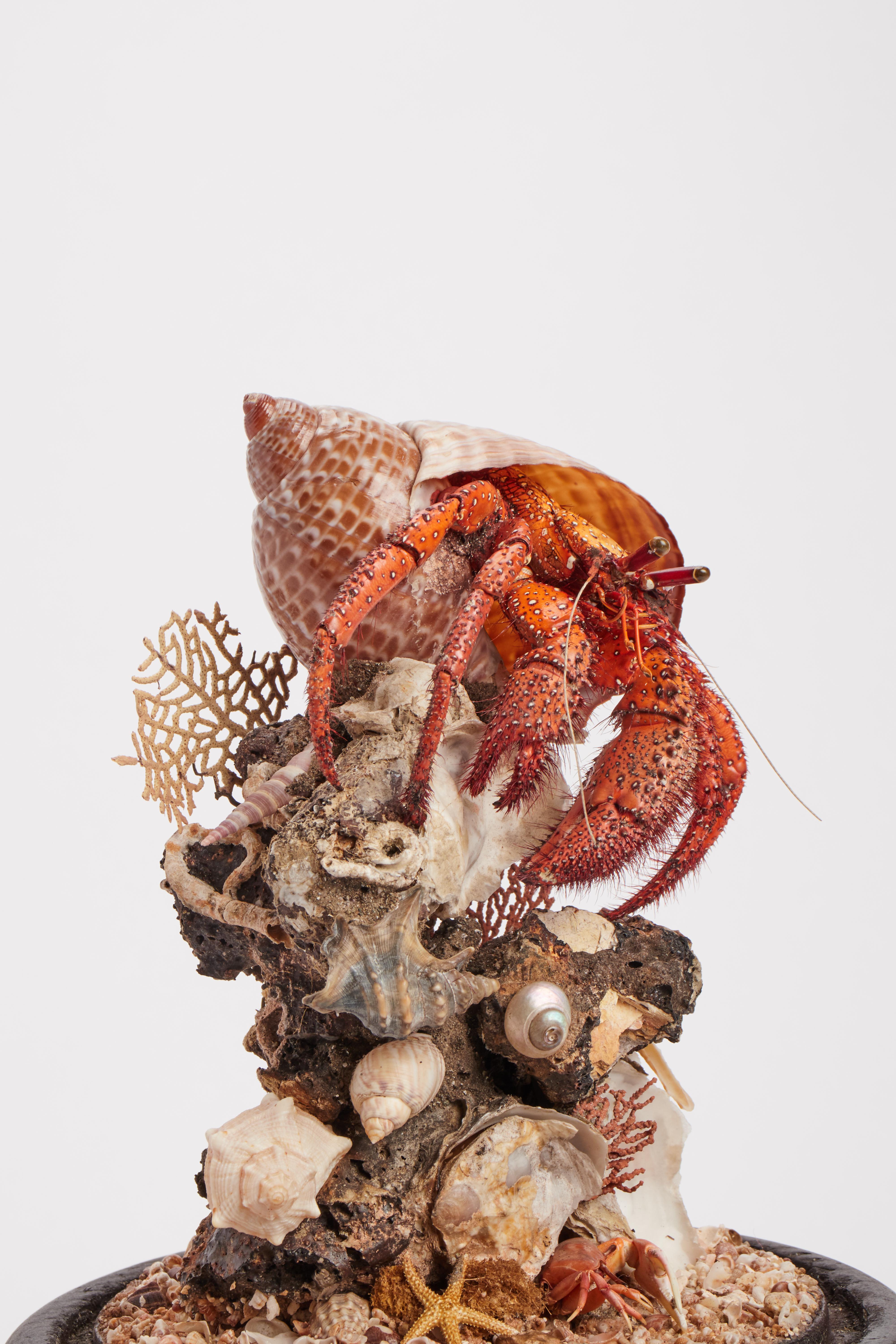 Pair of Diorama with Hermit Crab, Italy, 1870 In Excellent Condition In Milan, IT