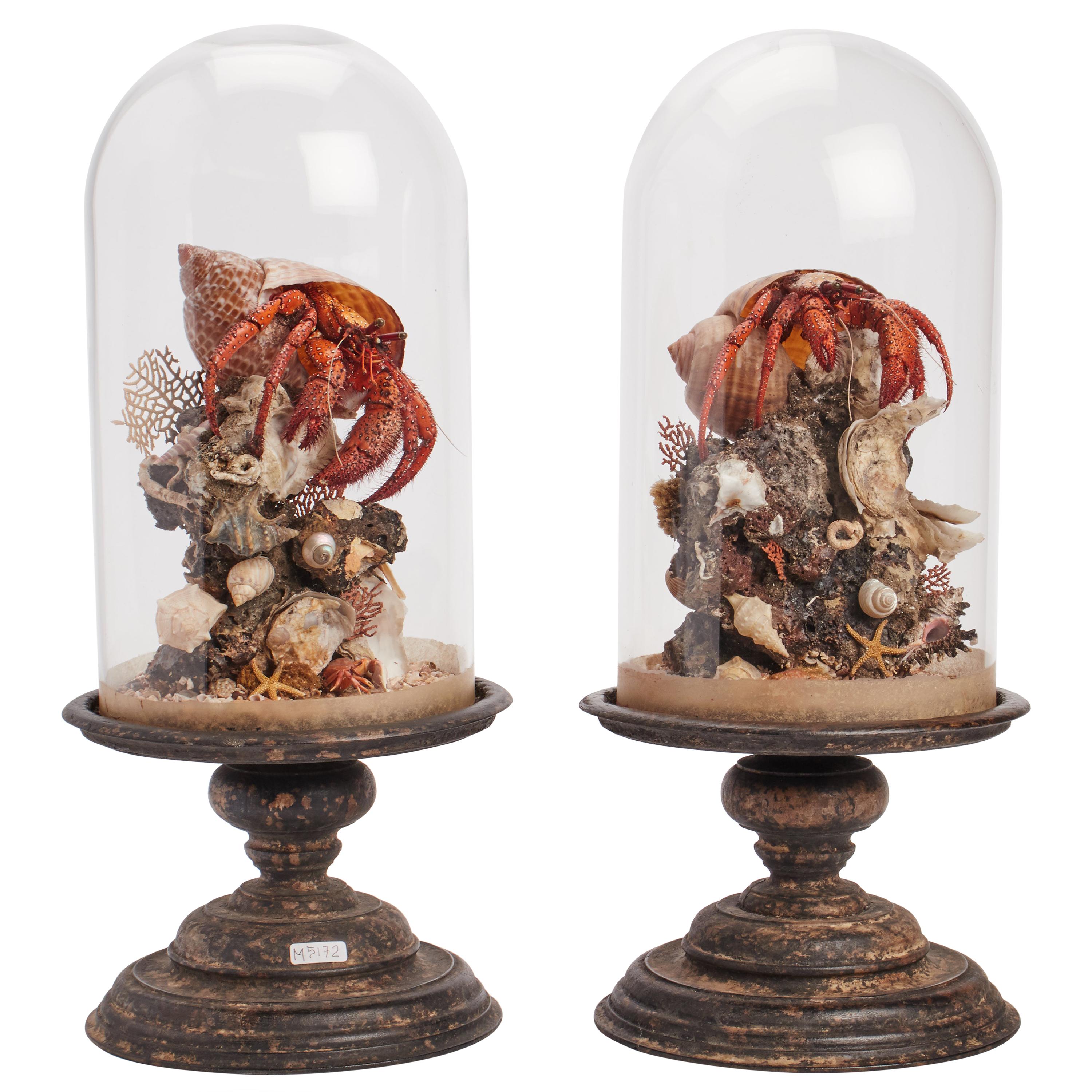 Pair of Diorama with Hermit Crab, Italy, 1870