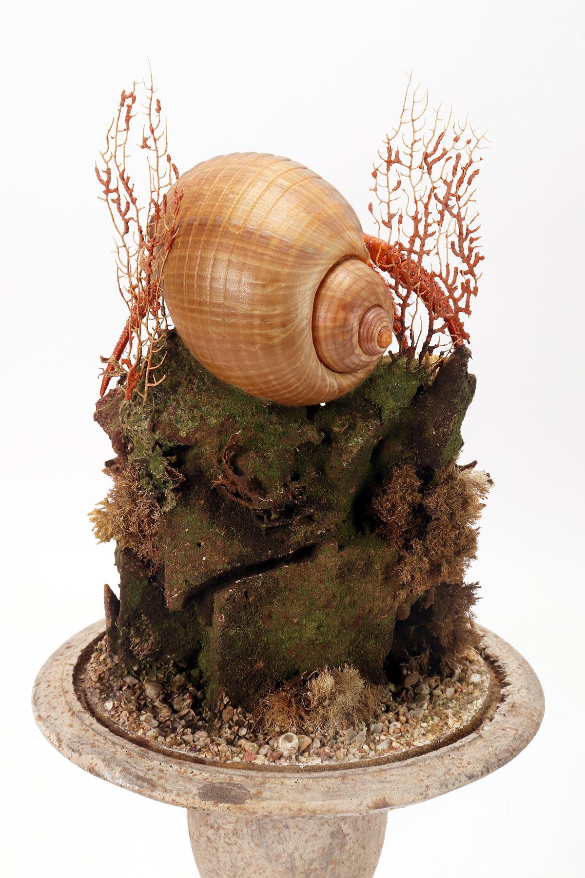 A pair of diorama with hermit crabs, Italy 1870.  For Sale 2