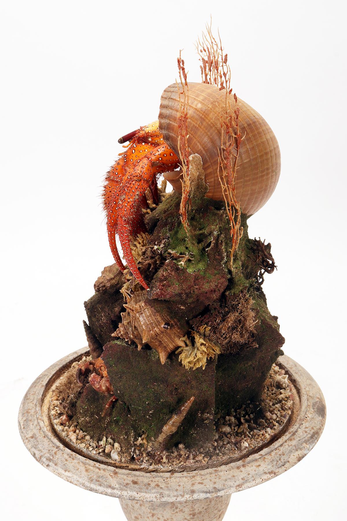 A pair of diorama with hermit crabs, Italy 1870.  For Sale 3