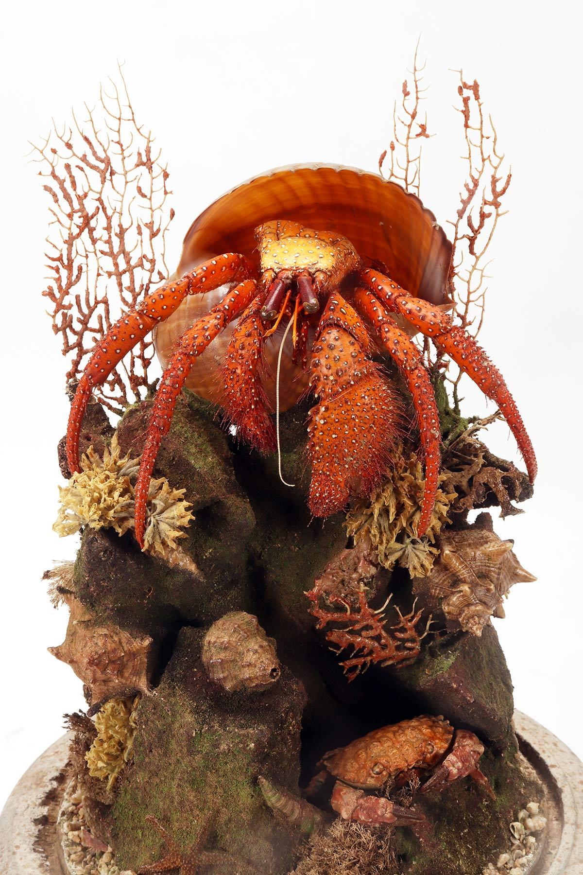 A pair of diorama with hermit crabs, Italy 1870.  For Sale 4