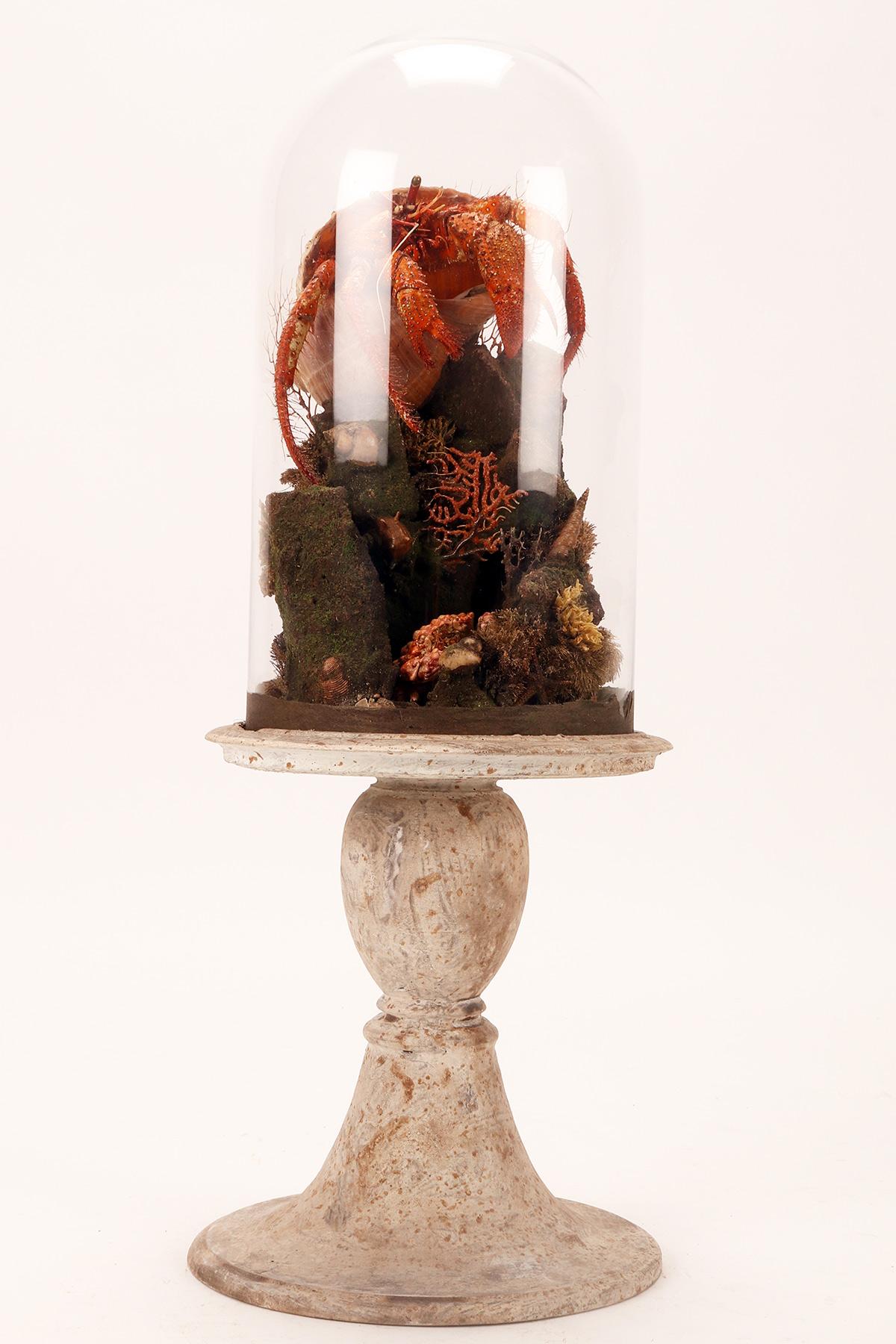 A pair of diorama with hermit crabs, Italy 1870.  For Sale 5