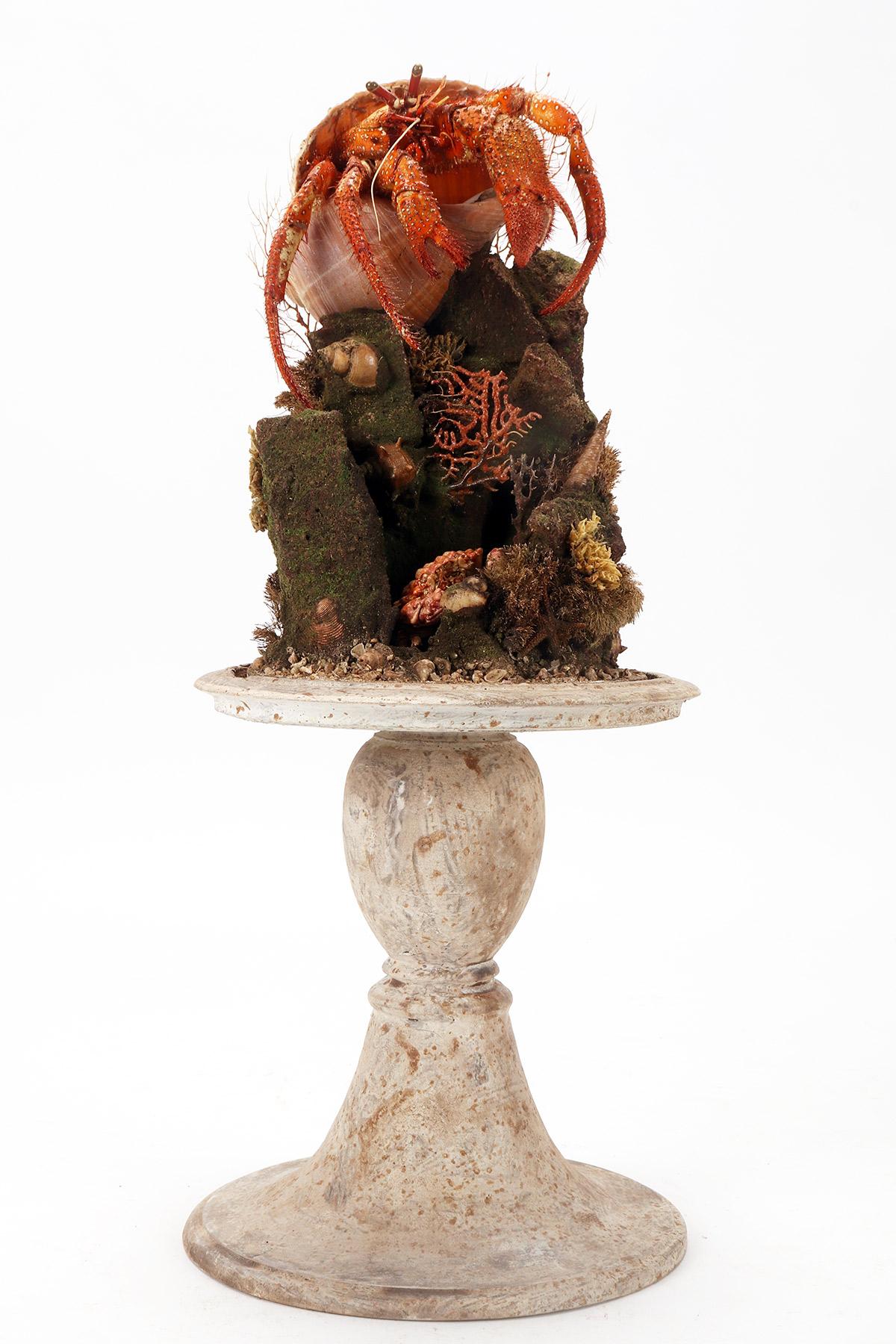 A pair of diorama with hermit crabs, Italy 1870.  For Sale 6