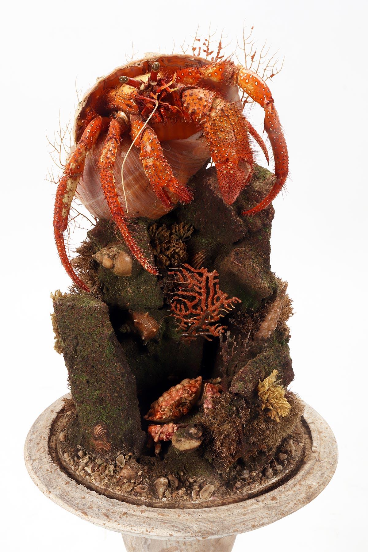 A pair of diorama with hermit crabs, Italy 1870.  For Sale 7