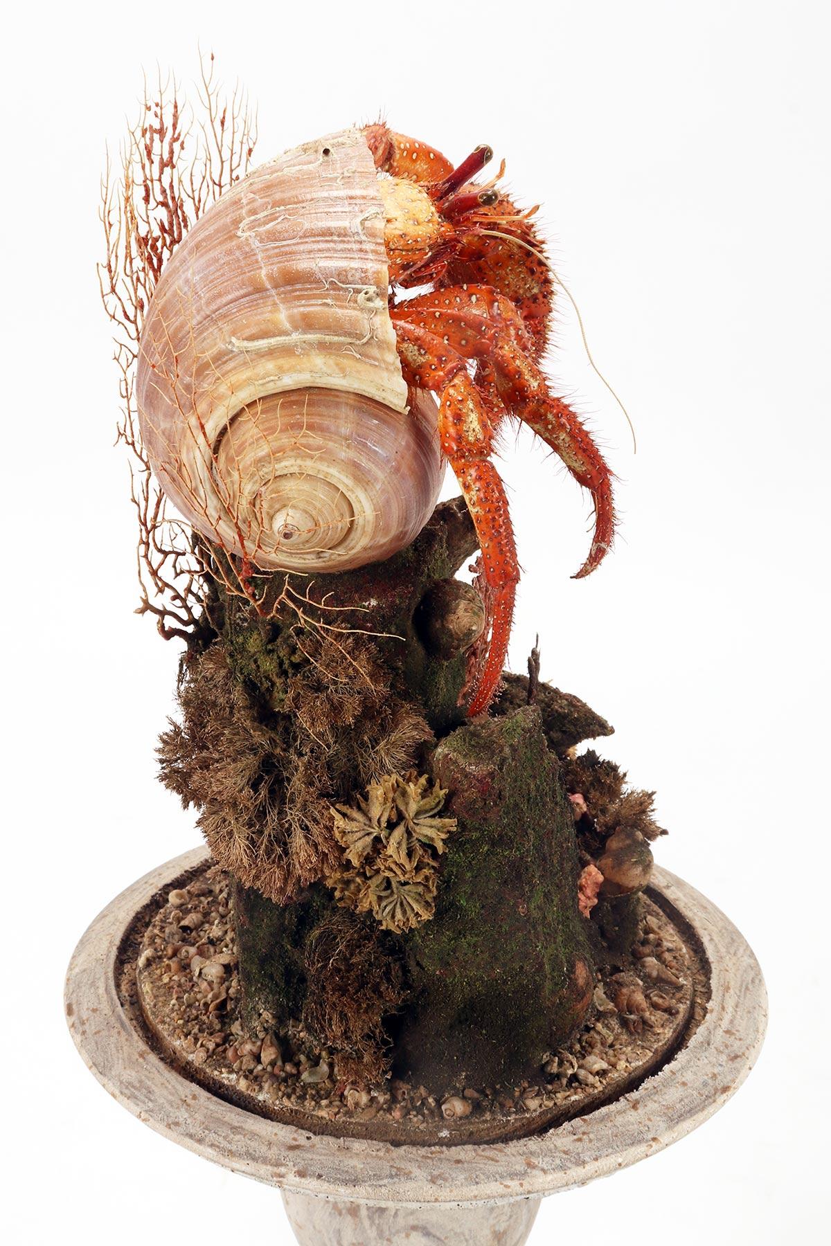 A pair of diorama with hermit crabs, Italy 1870.  For Sale 8