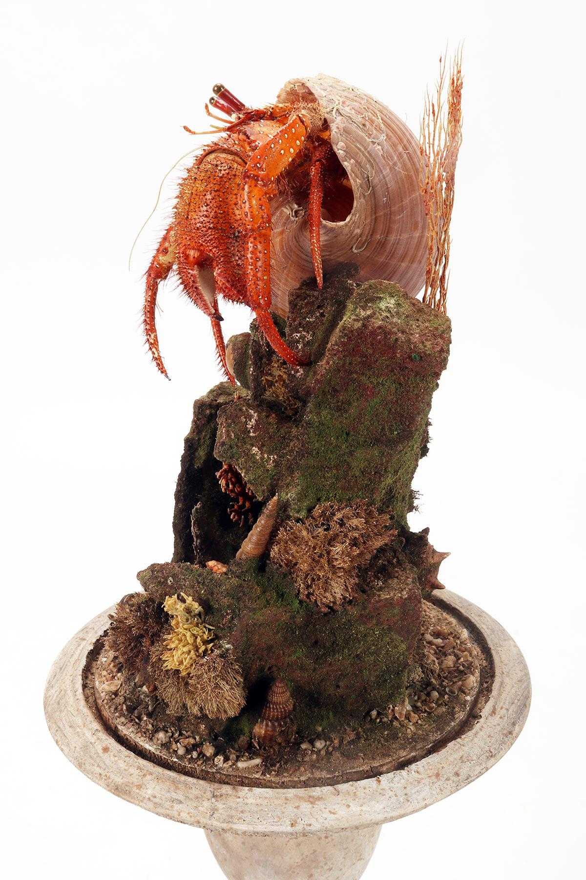 A pair of diorama with hermit crabs, Italy 1870.  For Sale 10