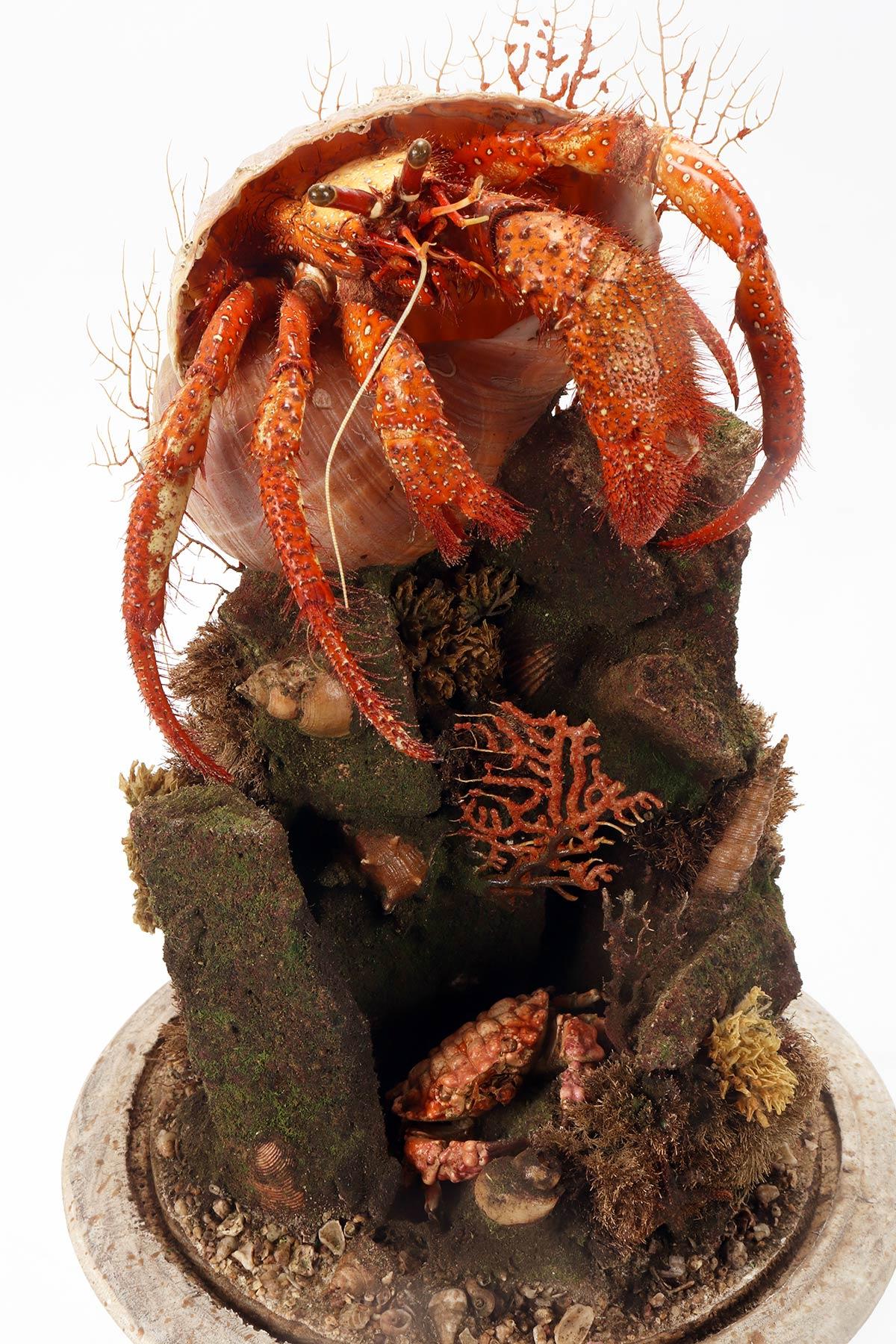 A pair of diorama with hermit crabs, Italy 1870.  For Sale 11