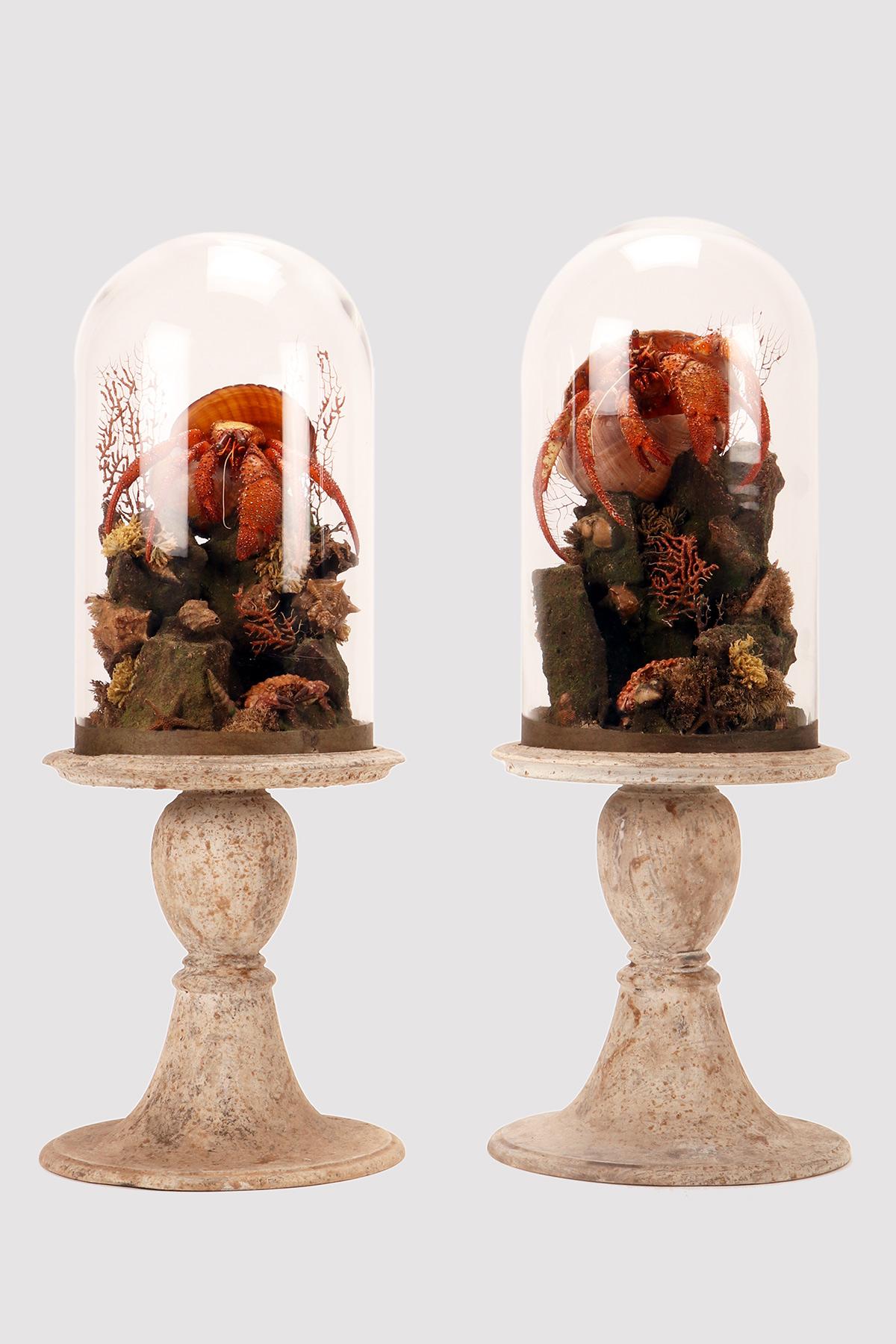 A natural Wunderkammer specimen a pair of marine diorama with Hermit Crab (Pagurus Bernhardus) a brunch, fan shaped of Horny coral, reef, shells. The Specimens are mounted inside a glass dome, over a gray painted wooden base. Italy circa1870. (Also