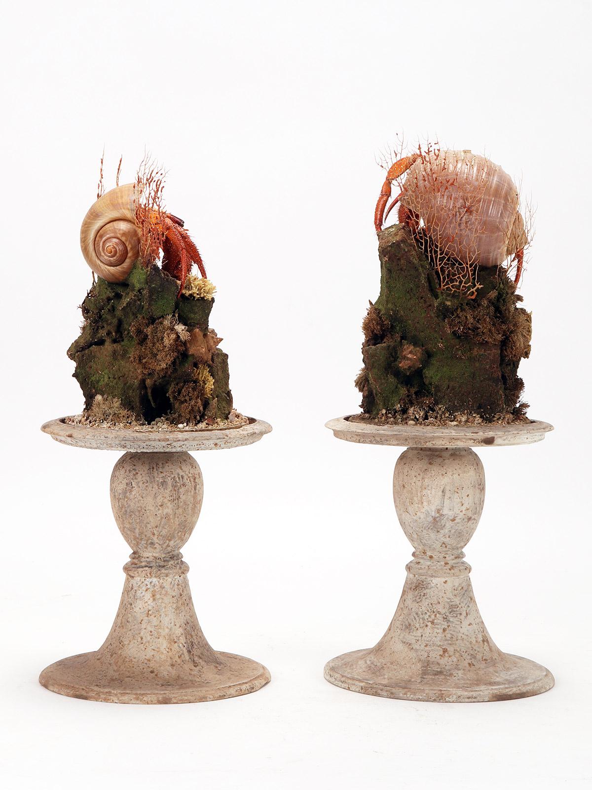 Italian A pair of diorama with hermit crabs, Italy 1870.  For Sale