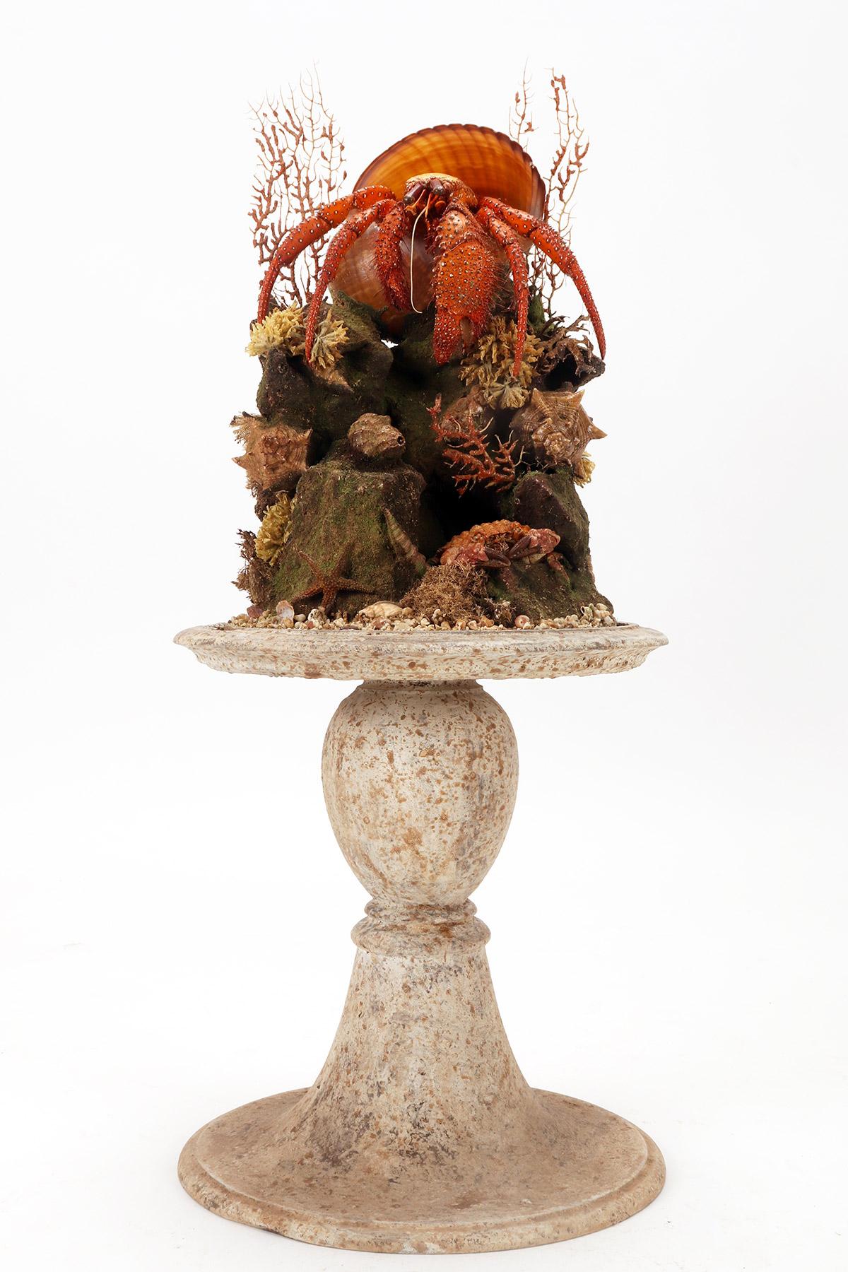 19th Century A pair of diorama with hermit crabs, Italy 1870.  For Sale